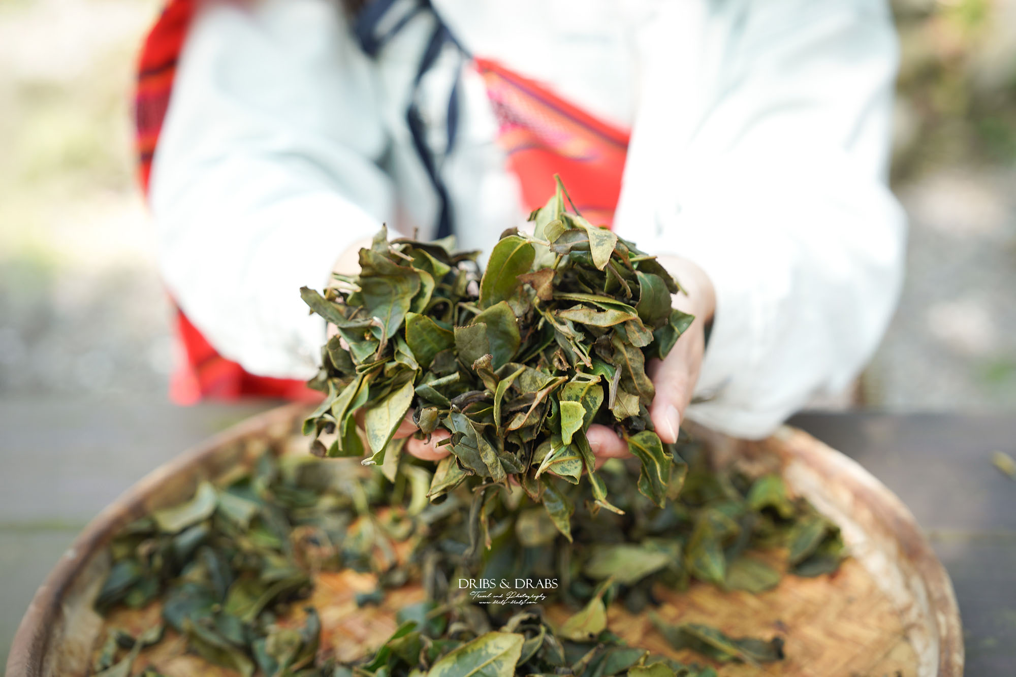 新竹尖石走走｜在雲霧繚繞的山林深處，探訪茶金和獵人黃藤的秘密