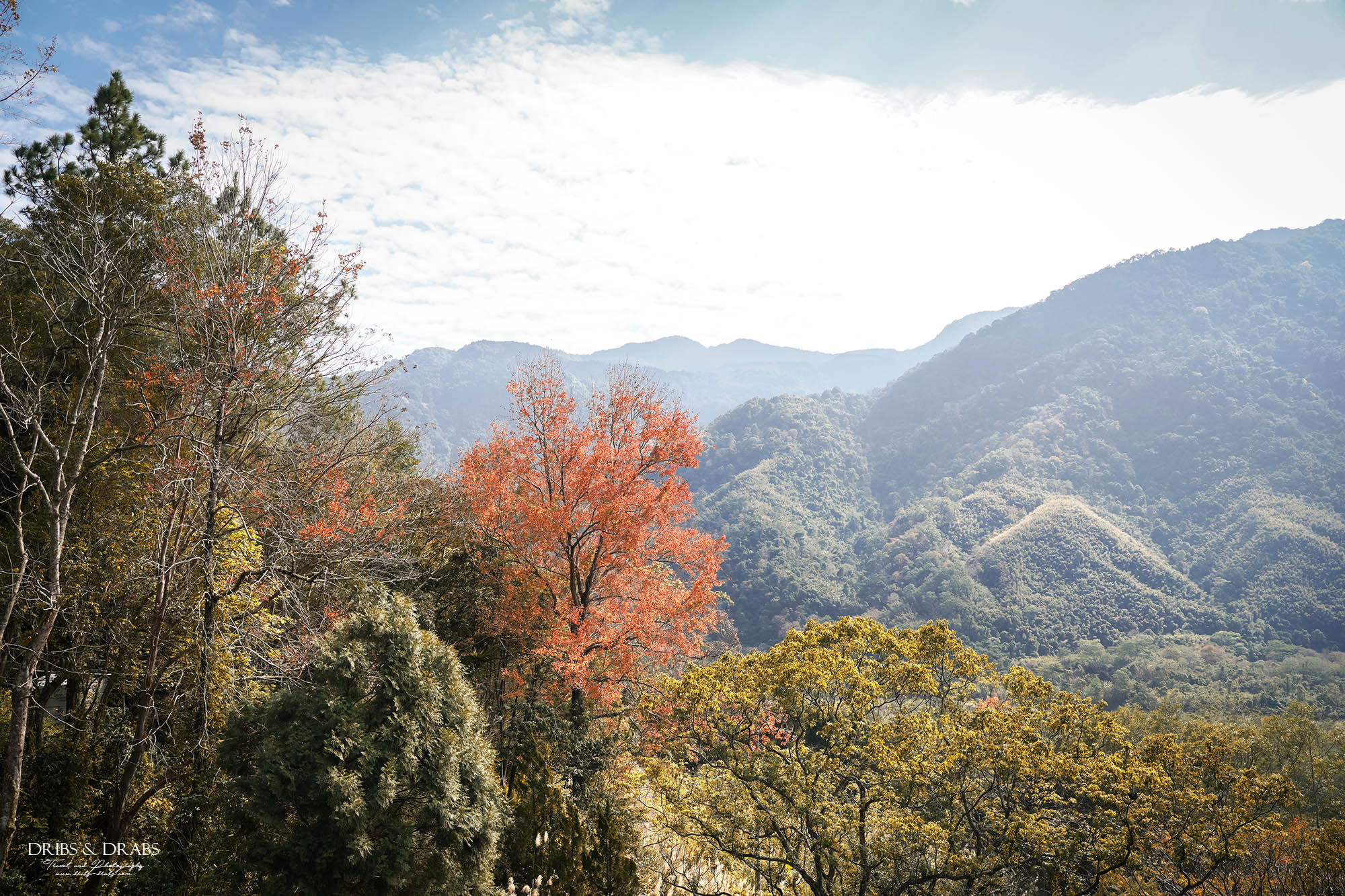 新竹尖石景觀餐廳推薦「日見森嵐咖啡廳」玻璃天空步道+270度壯麗山景秘境