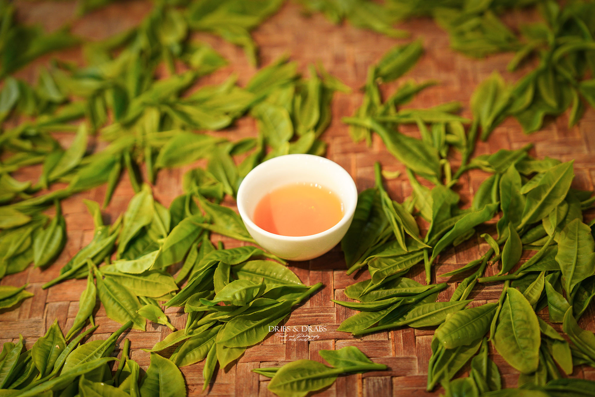 新竹尖石走走｜在雲霧繚繞的山林深處，探訪茶金和獵人黃藤的秘密