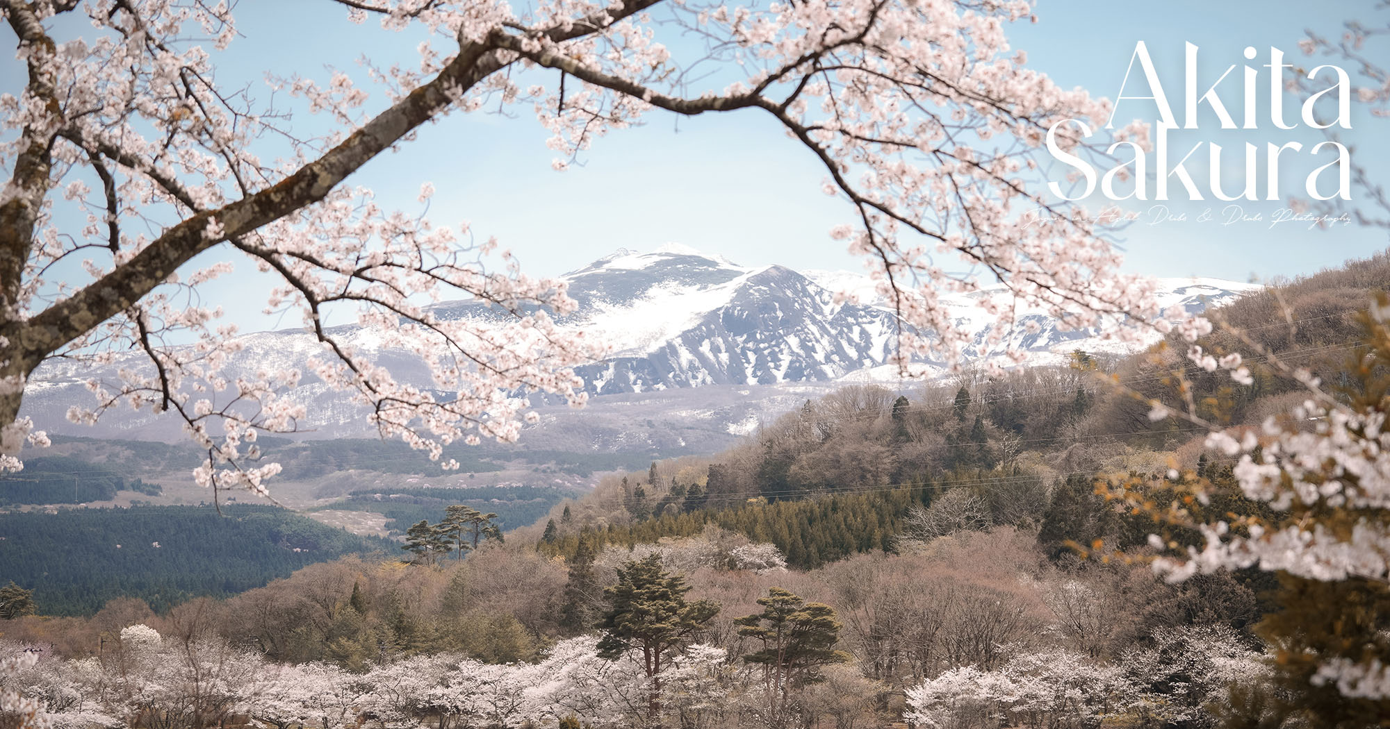2026日本秋田櫻花景點推薦 7 選｜秋田賞櫻攻略，角館武家屋敷×檜木內川堤＋在地櫻花秘境
