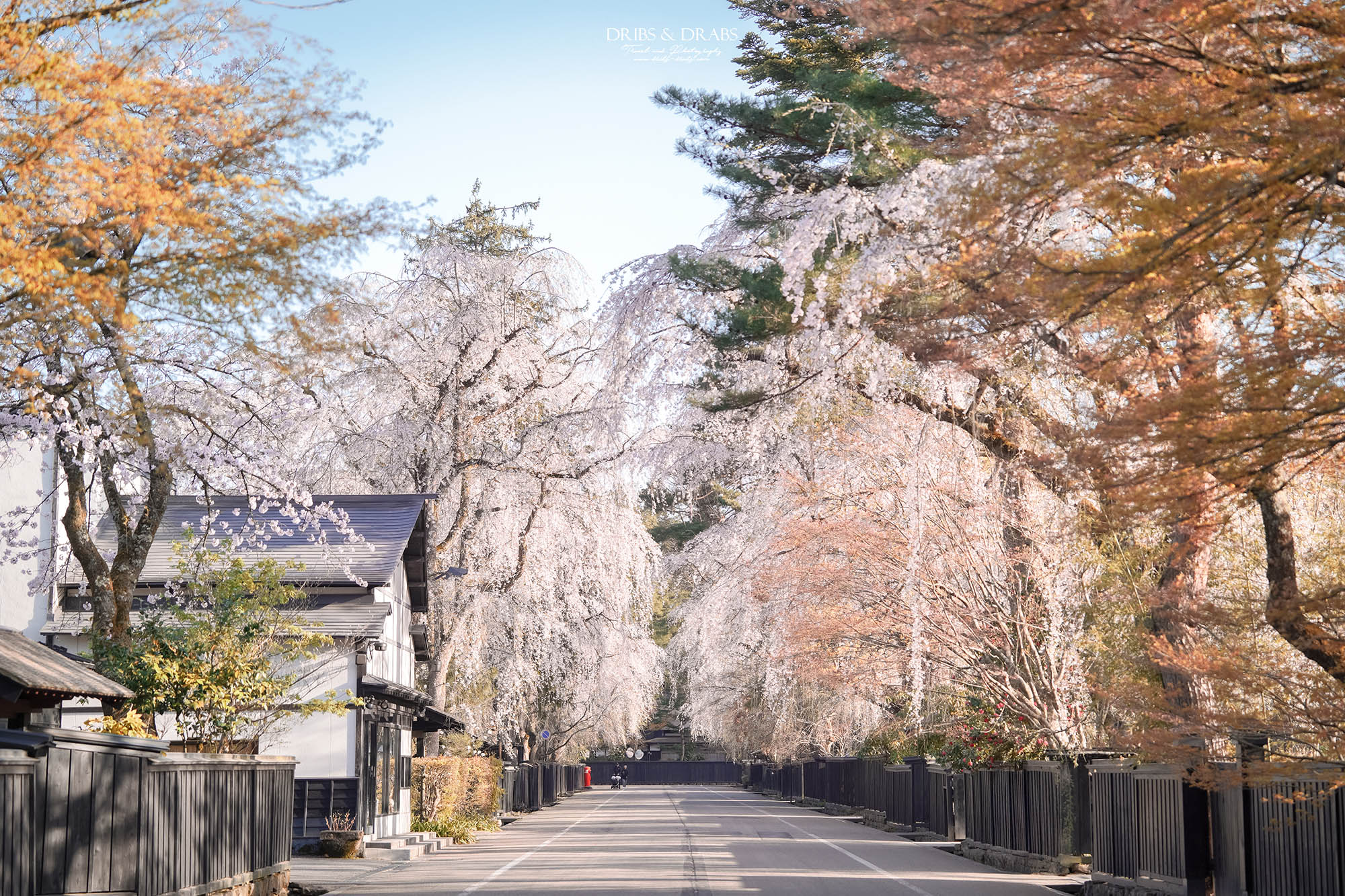 秋田角館武家屋敷櫻花季｜日本東北賞櫻景點推薦，春日限定江戶風情櫻花街道