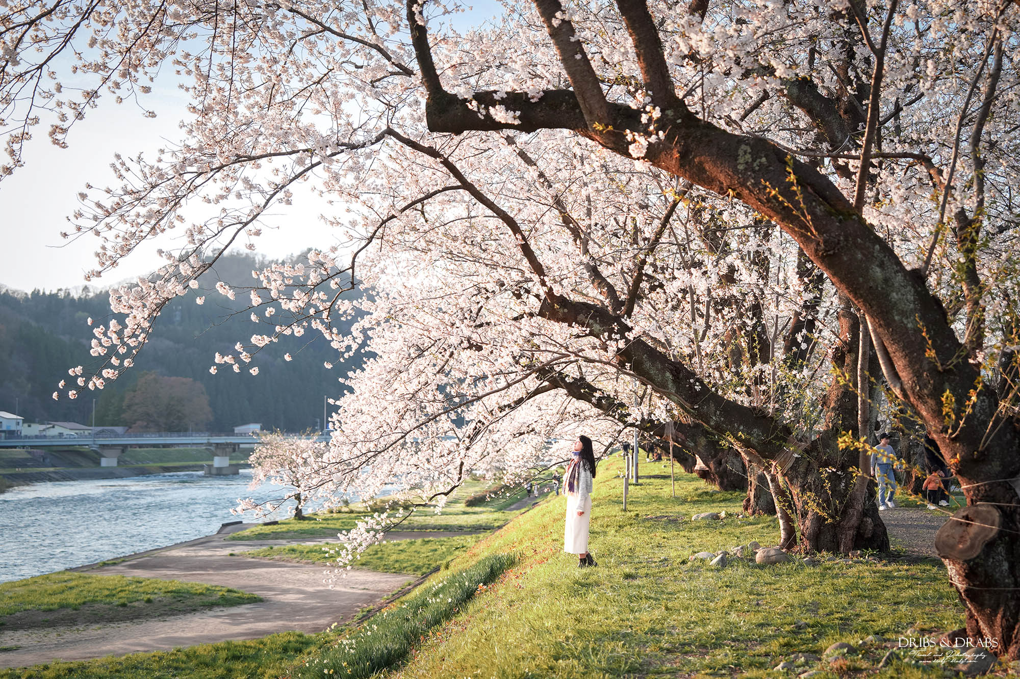 秋田賞櫻景點推薦｜角館檜木內川堤櫻花季，日本櫻花名所百選，兩公里絕美櫻花隧道