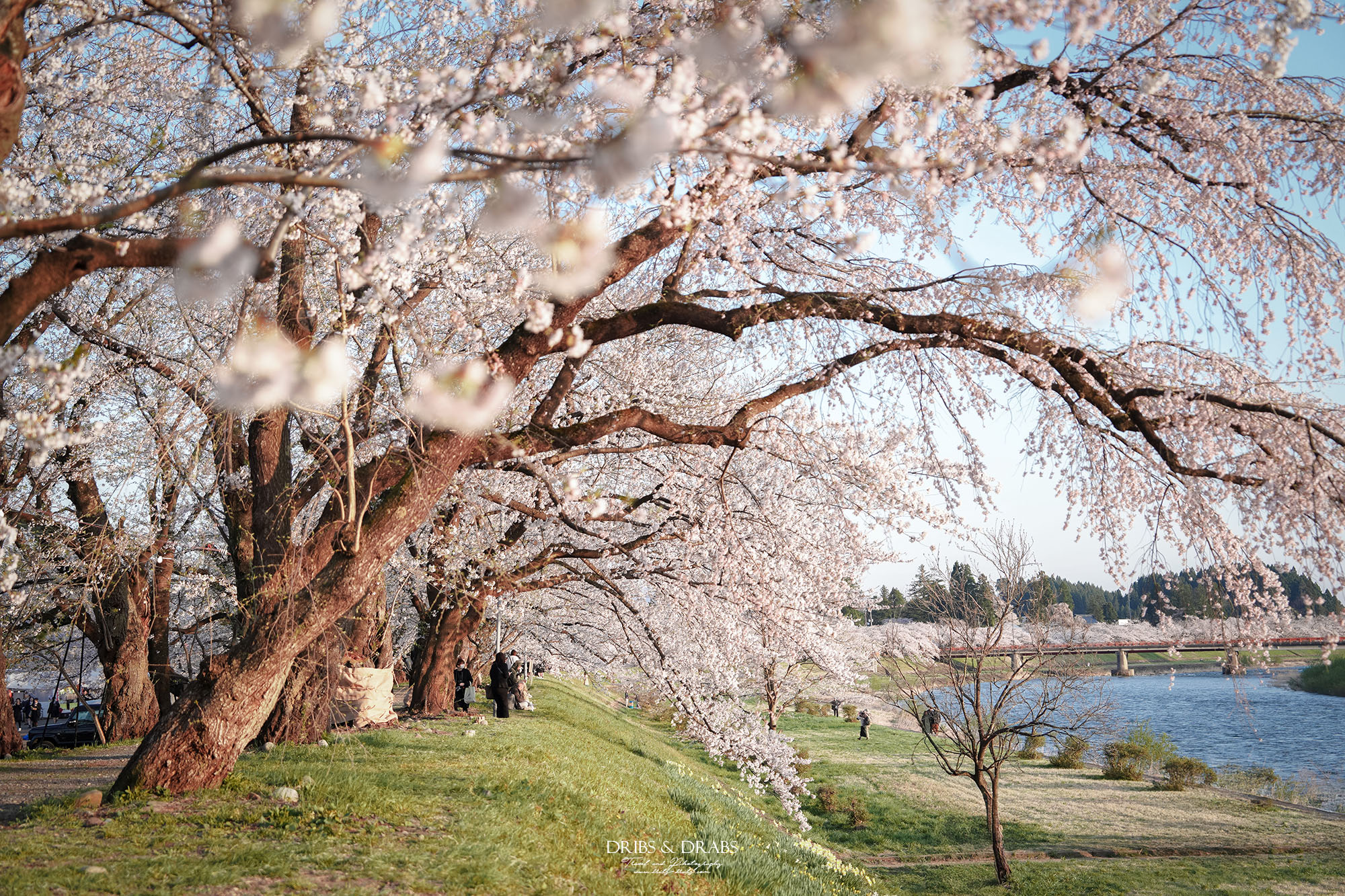 秋田賞櫻景點推薦｜角館檜木內川堤櫻花季，日本櫻花名所百選，兩公里絕美櫻花隧道