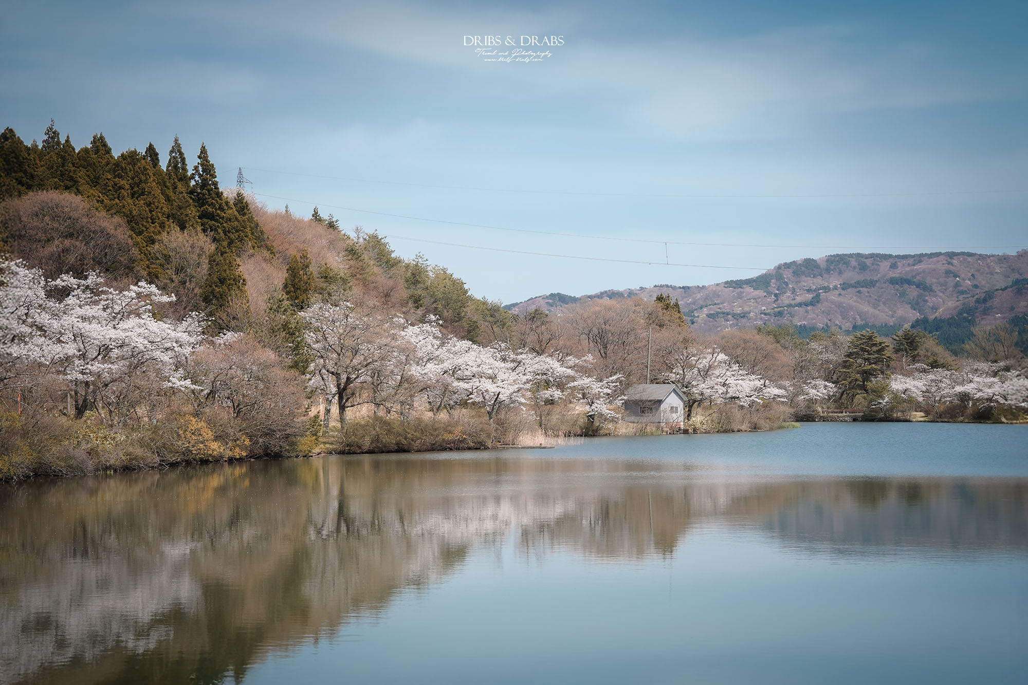 秋田櫻花景點栗山池公園|鳥海山絕美池畔倒影,預約制櫻花樹下的浪漫奢華午宴 - 第2張圖 秋田櫻花景點栗山池公園|鳥海山絕美池畔倒影,預約制櫻花樹下的浪漫奢華午宴
