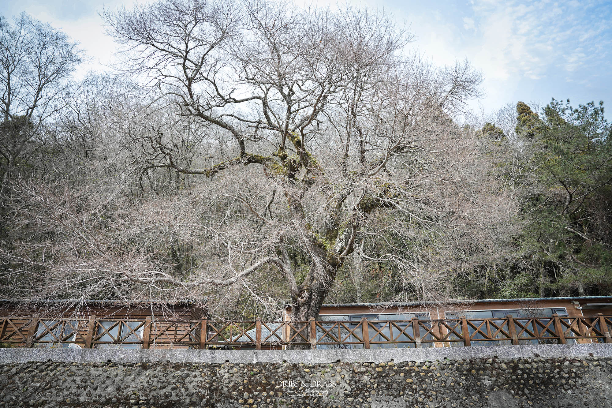 新竹五峰景點推薦|兩天一夜/三天兩夜行程,觀霧森林遊憩區、雪霸農場、山上人家、清泉部落 - 第30張圖 新竹五峰景點推薦|兩天一夜/三天兩夜行程,觀霧森林遊憩區、雪霸農場、山上人家、清泉部落