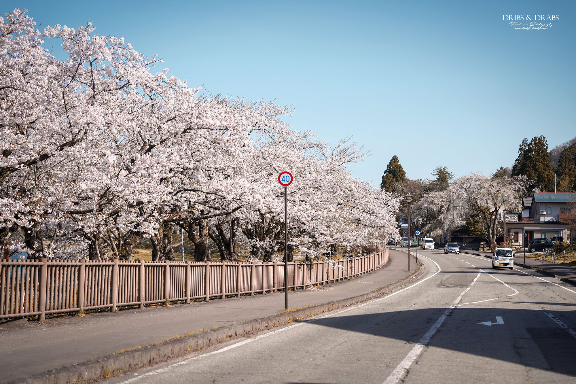 秋田賞櫻景點推薦｜角館檜木內川堤櫻花季，日本櫻花名所百選，兩公里絕美櫻花隧道