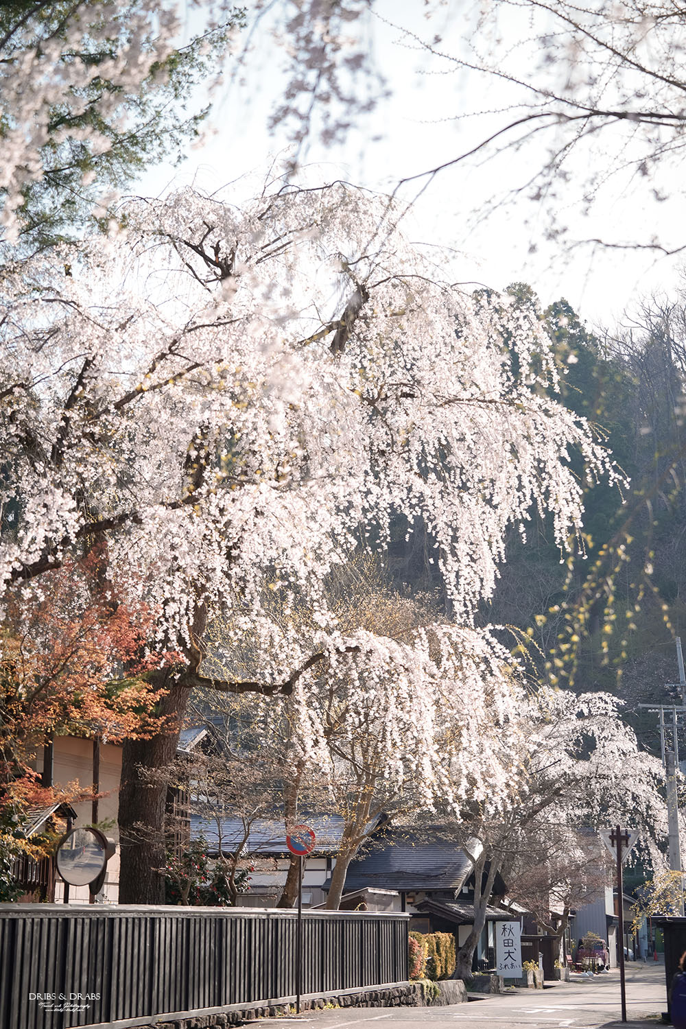 秋田角館武家屋敷櫻花季｜日本東北賞櫻景點推薦，春日限定江戶風情櫻花街道