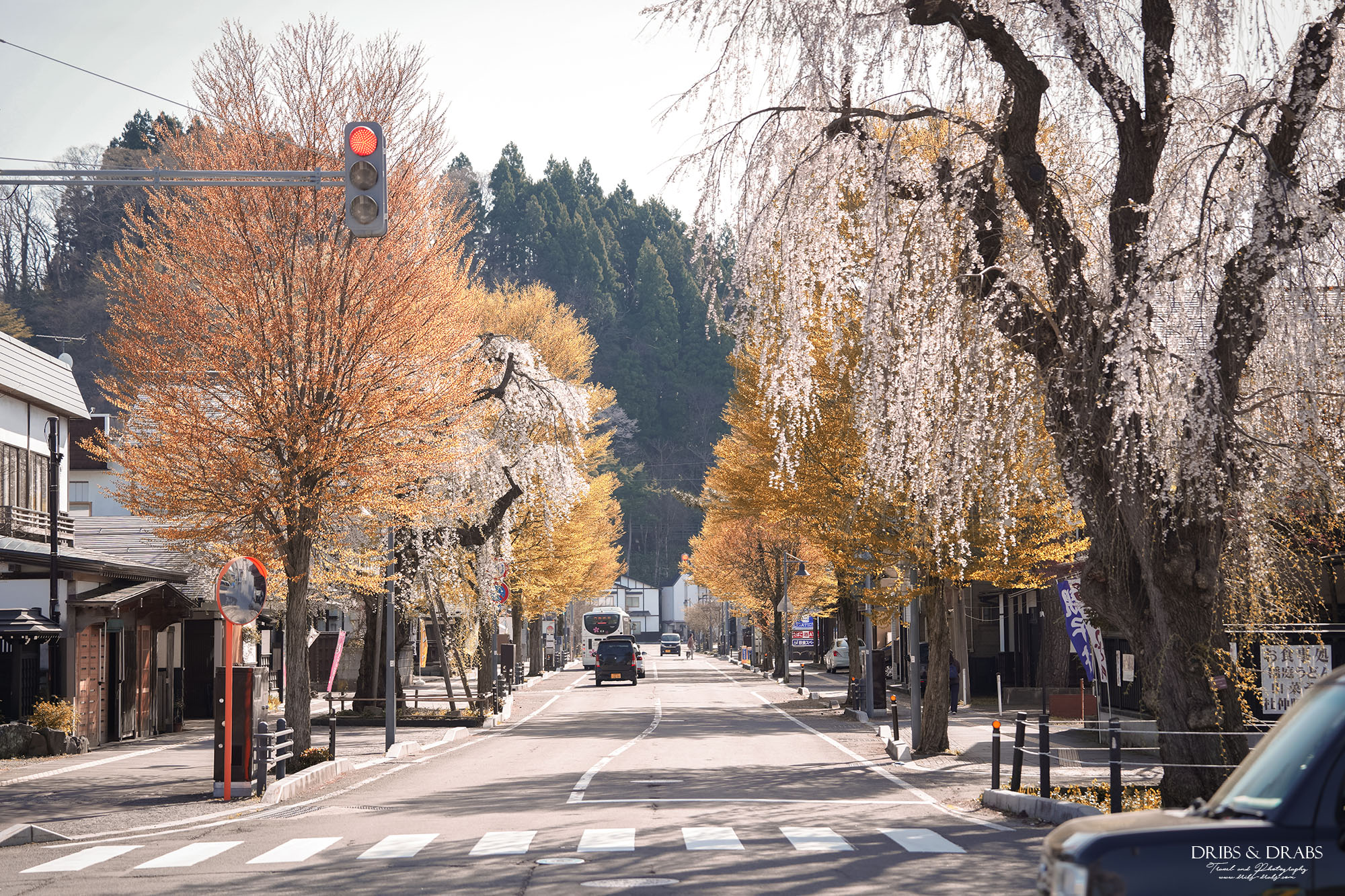 秋田賞櫻景點推薦｜角館檜木內川堤櫻花季，日本櫻花名所百選，兩公里絕美櫻花隧道