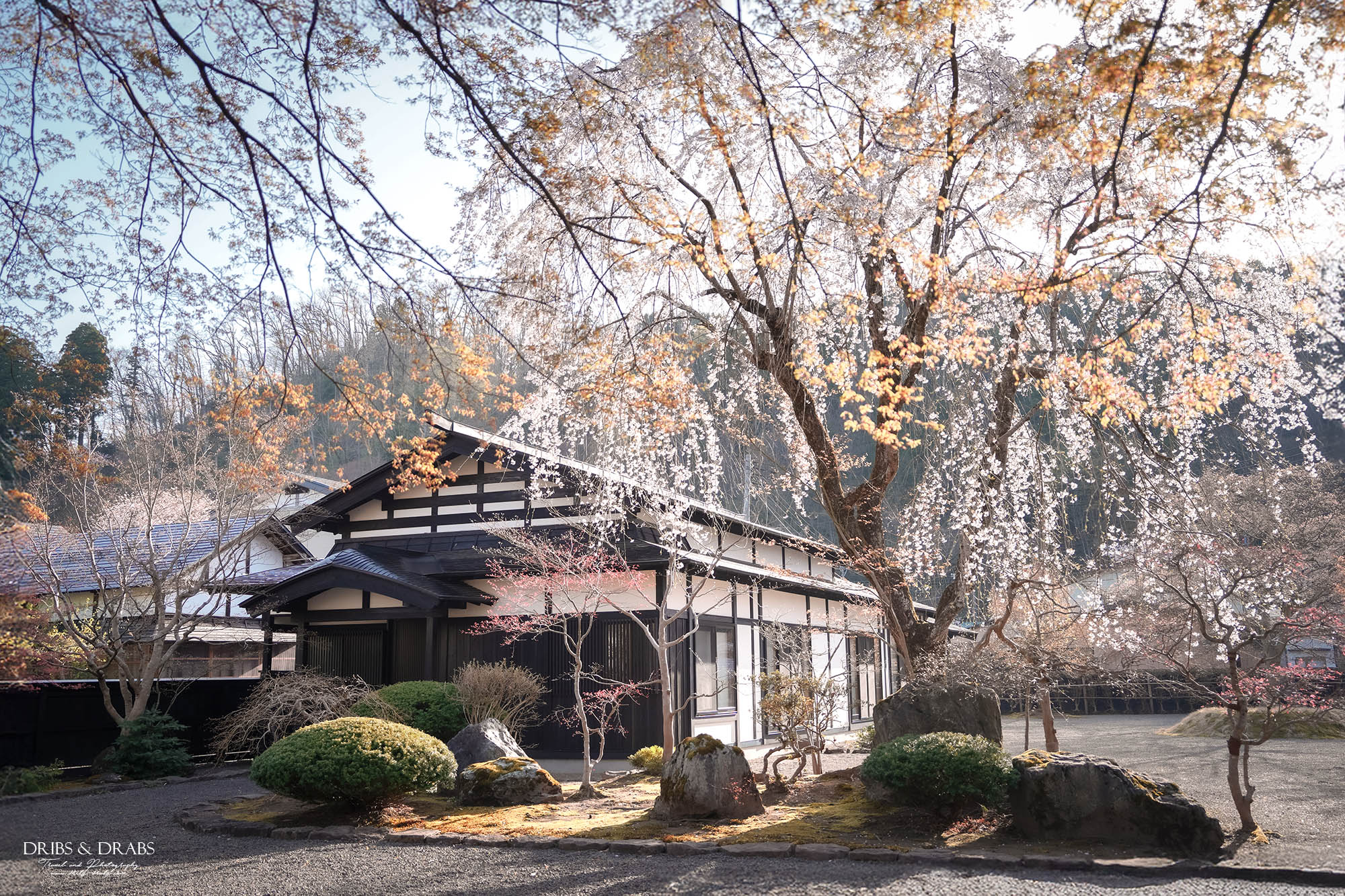秋田角館武家屋敷櫻花季｜日本東北賞櫻景點推薦，春日限定江戶風情櫻花街道