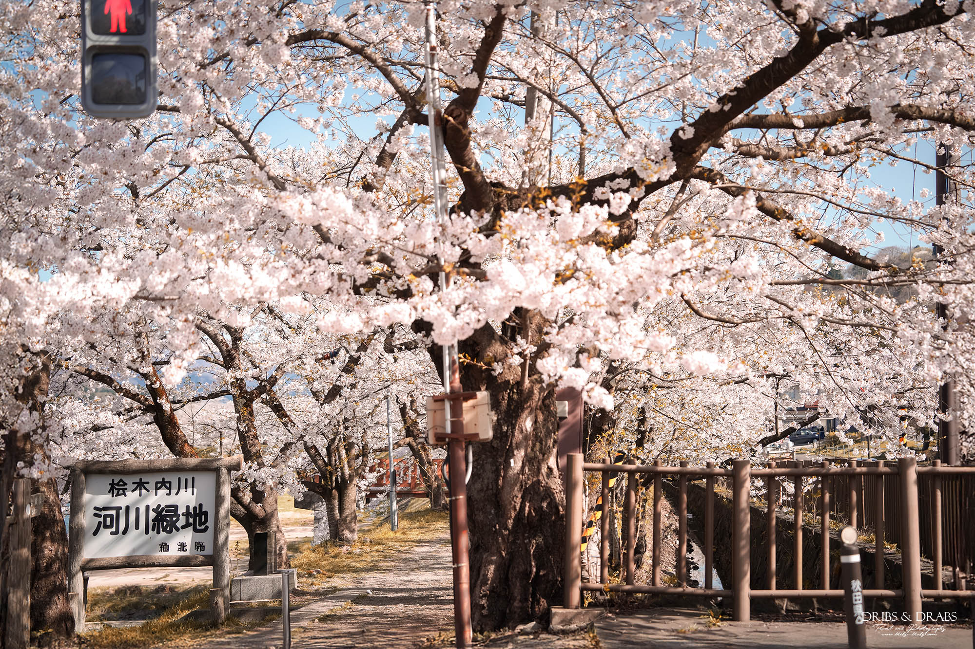 秋田賞櫻景點推薦｜角館檜木內川堤櫻花季，日本櫻花名所百選，兩公里絕美櫻花隧道
