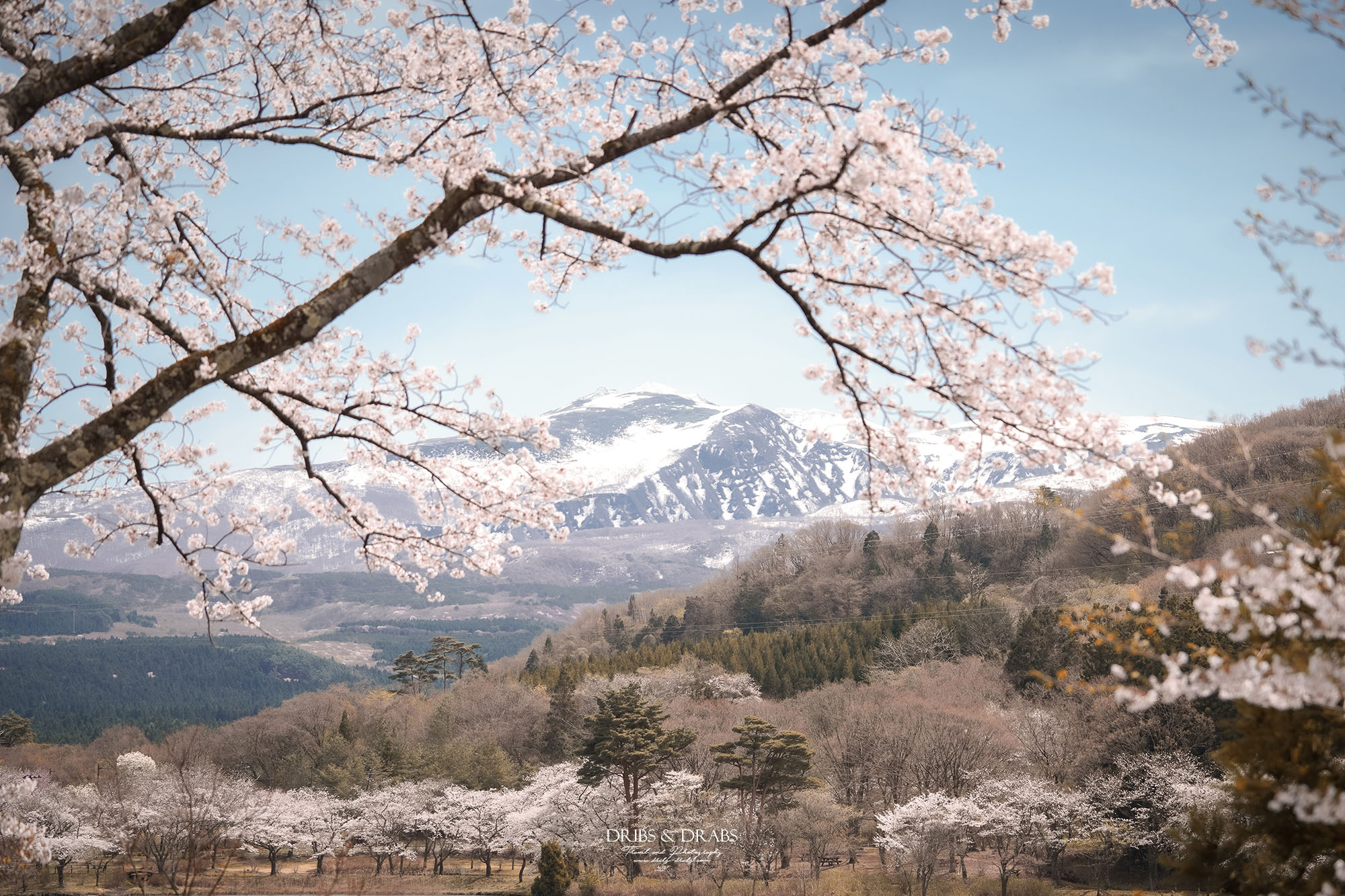 秋田櫻花景點栗山池公園|鳥海山絕美池畔倒影,預約制櫻花樹下的浪漫奢華午宴 - 第7張圖 秋田櫻花景點栗山池公園|鳥海山絕美池畔倒影,預約制櫻花樹下的浪漫奢華午宴