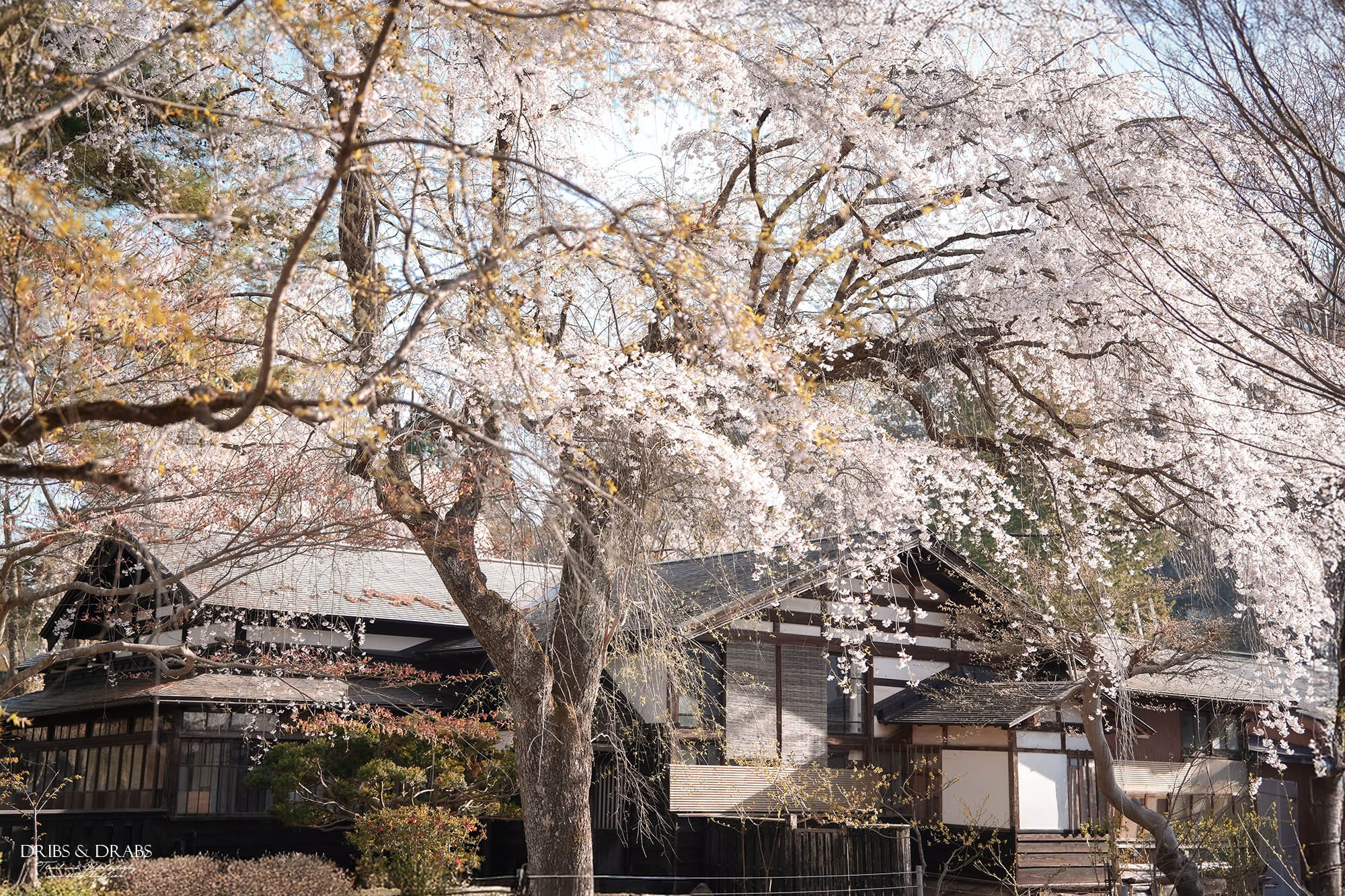 秋田角館武家屋敷櫻花季｜日本東北賞櫻景點推薦，春日限定江戶風情櫻花街道