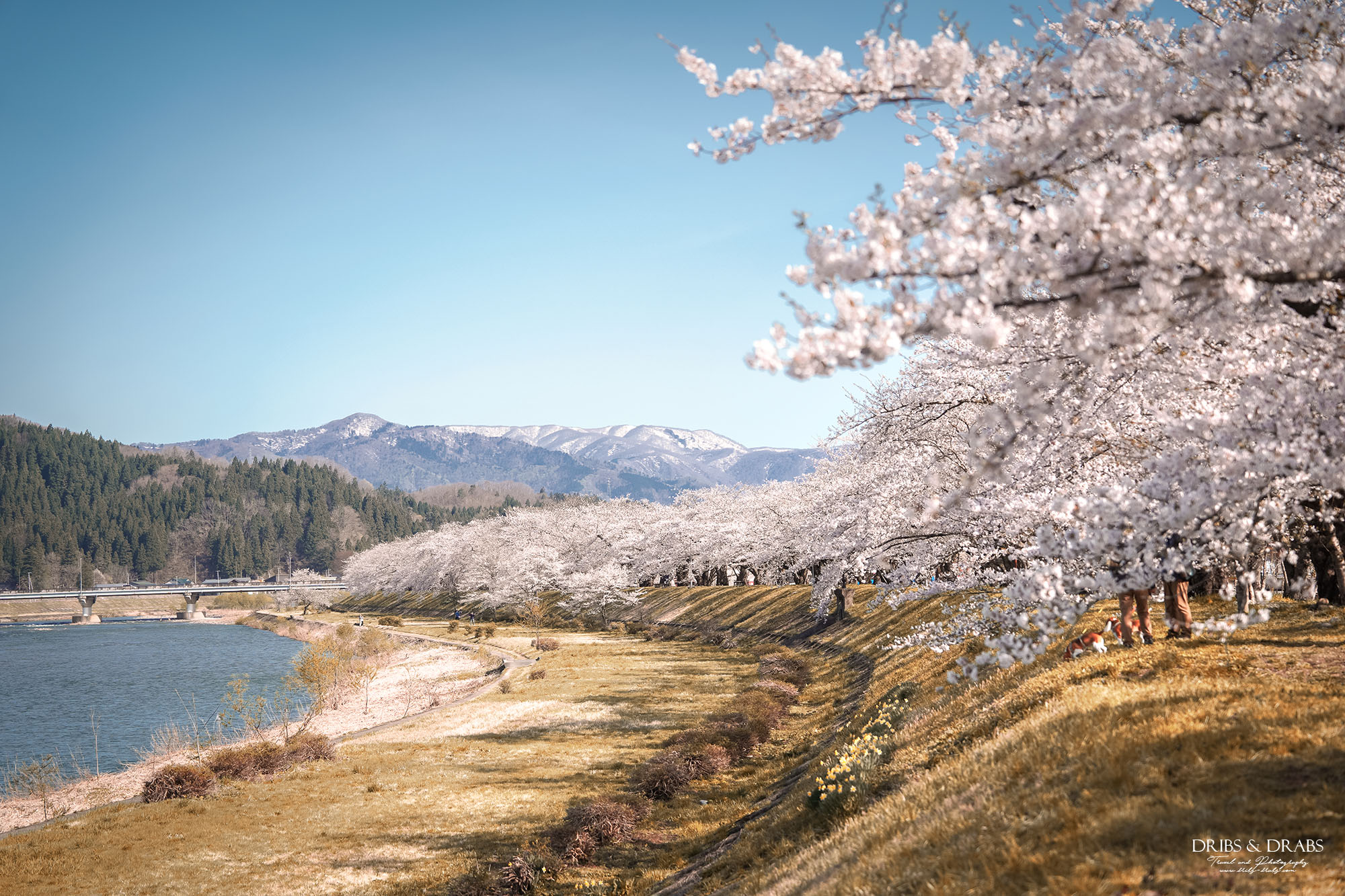 秋田角館武家屋敷櫻花季｜日本東北賞櫻景點推薦，春日限定江戶風情櫻花街道