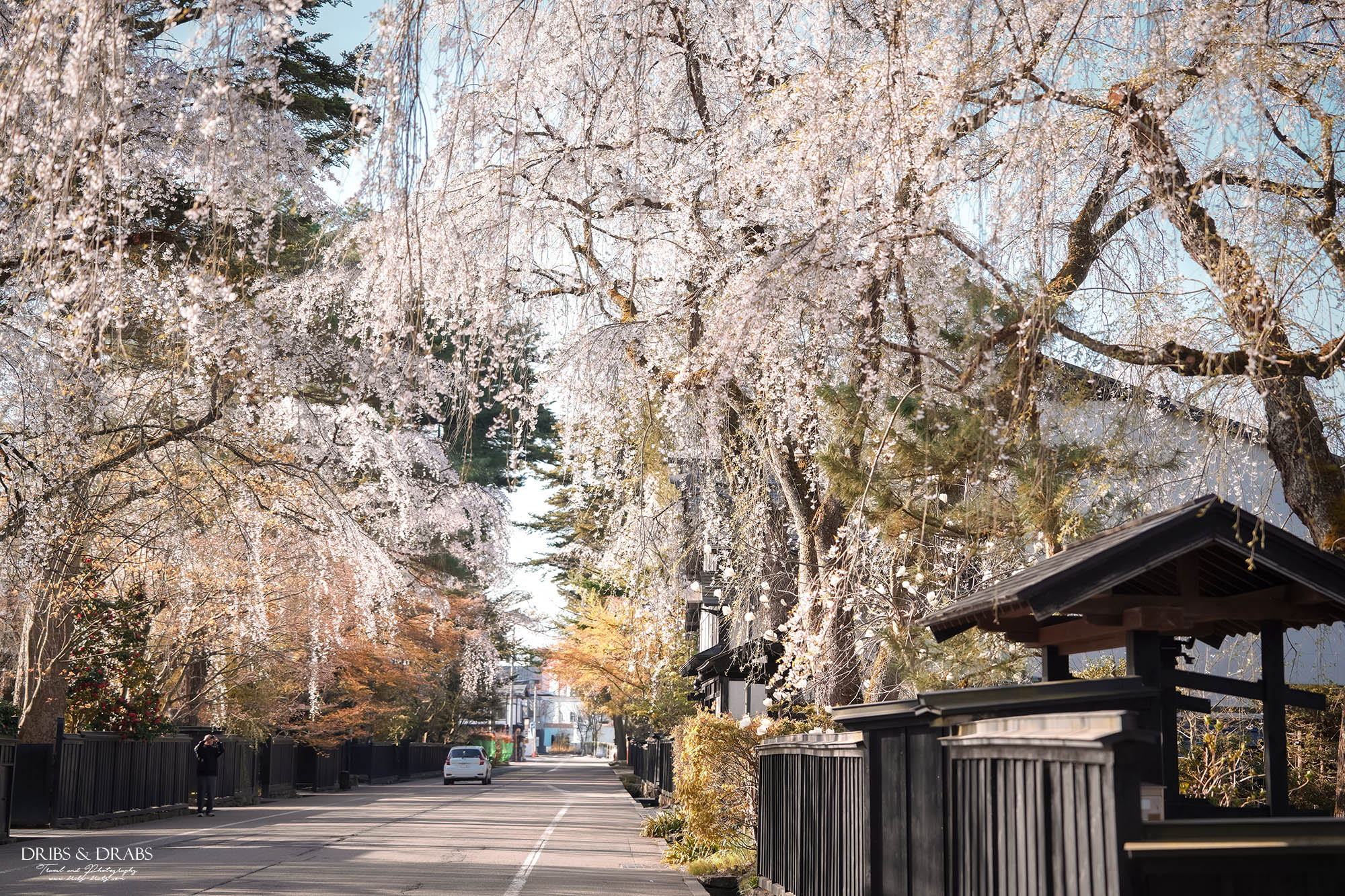 秋田角館武家屋敷櫻花季｜日本東北賞櫻景點推薦，春日限定江戶風情櫻花街道