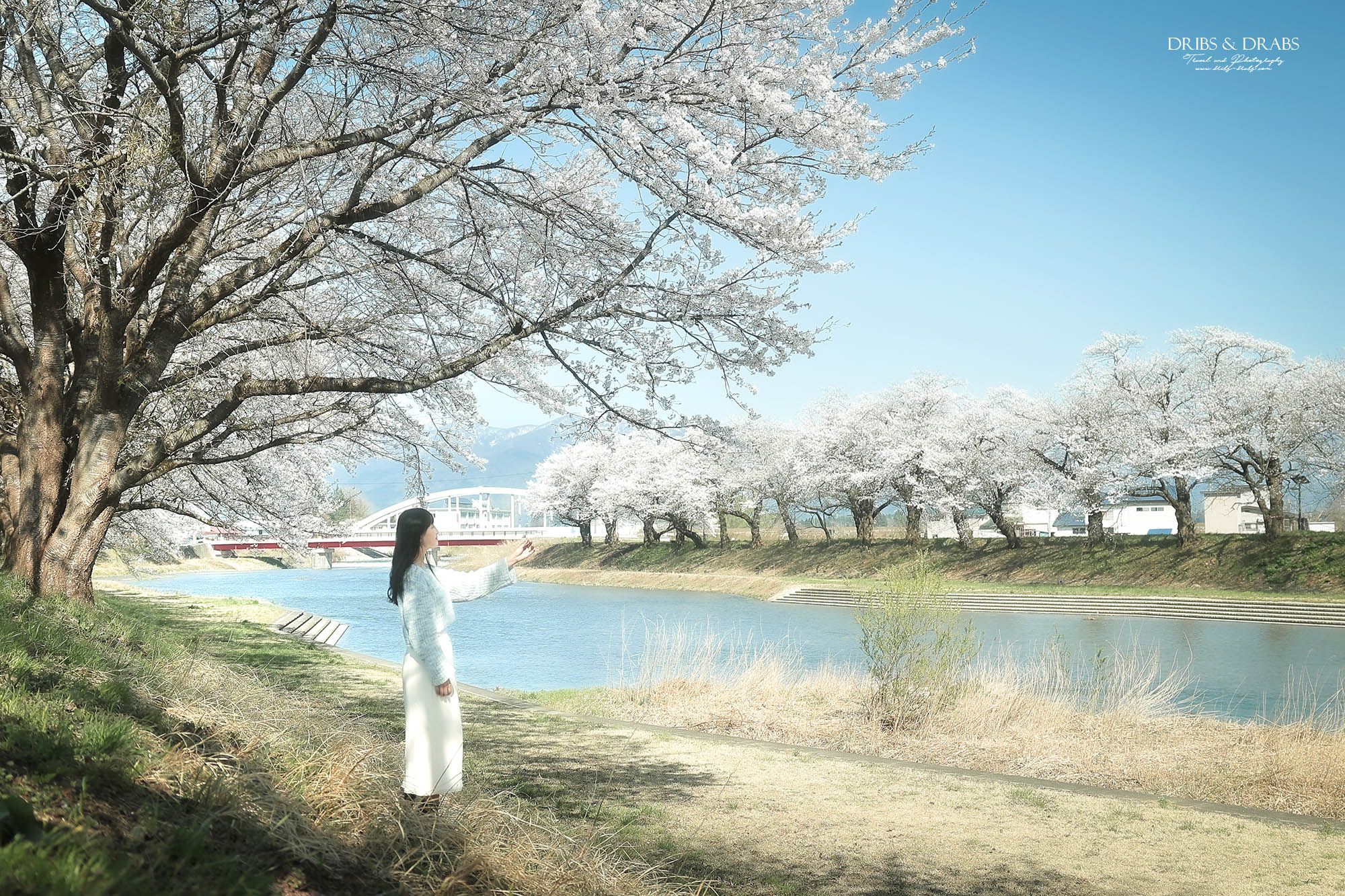 2026日本秋田櫻花景點推薦 7 選｜秋田賞櫻攻略，角館武家屋敷×檜木內川堤＋在地櫻花秘境