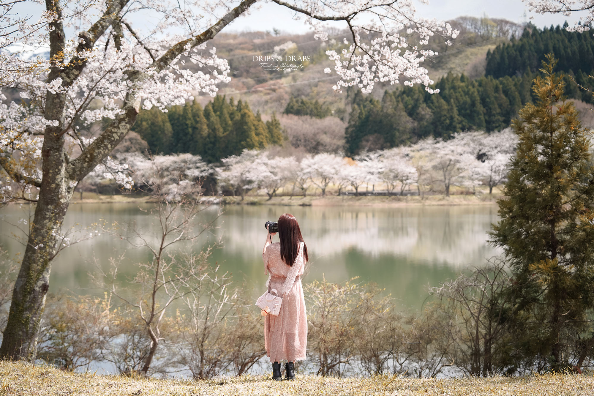 秋田櫻花景點栗山池公園|鳥海山絕美池畔倒影,預約制櫻花樹下的浪漫奢華午宴 - 第6張圖 秋田櫻花景點栗山池公園|鳥海山絕美池畔倒影,預約制櫻花樹下的浪漫奢華午宴