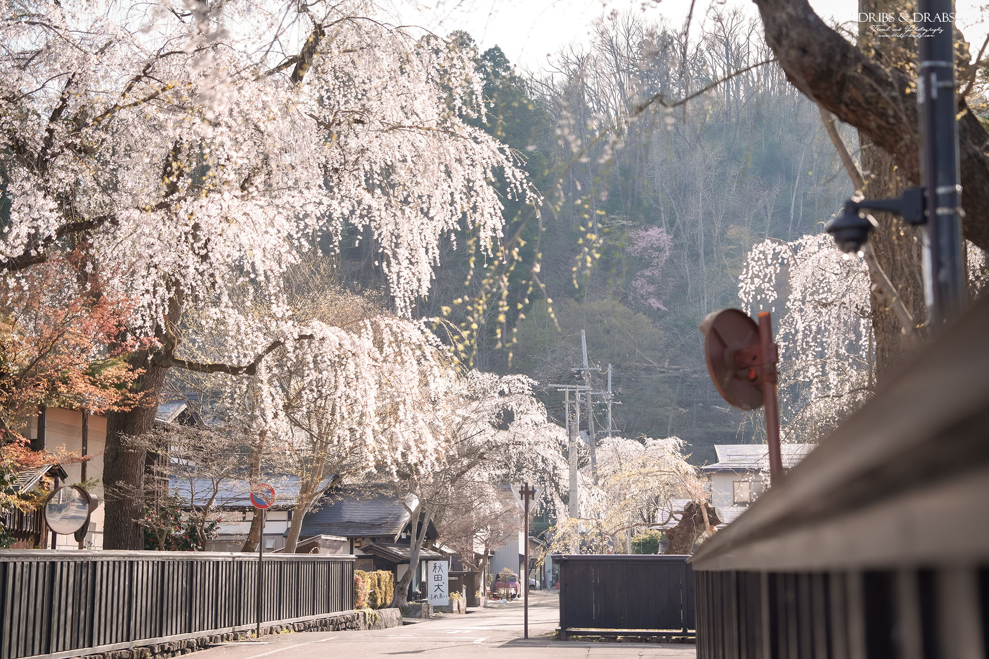 秋田角館武家屋敷櫻花季｜日本東北賞櫻景點推薦，春日限定江戶風情櫻花街道