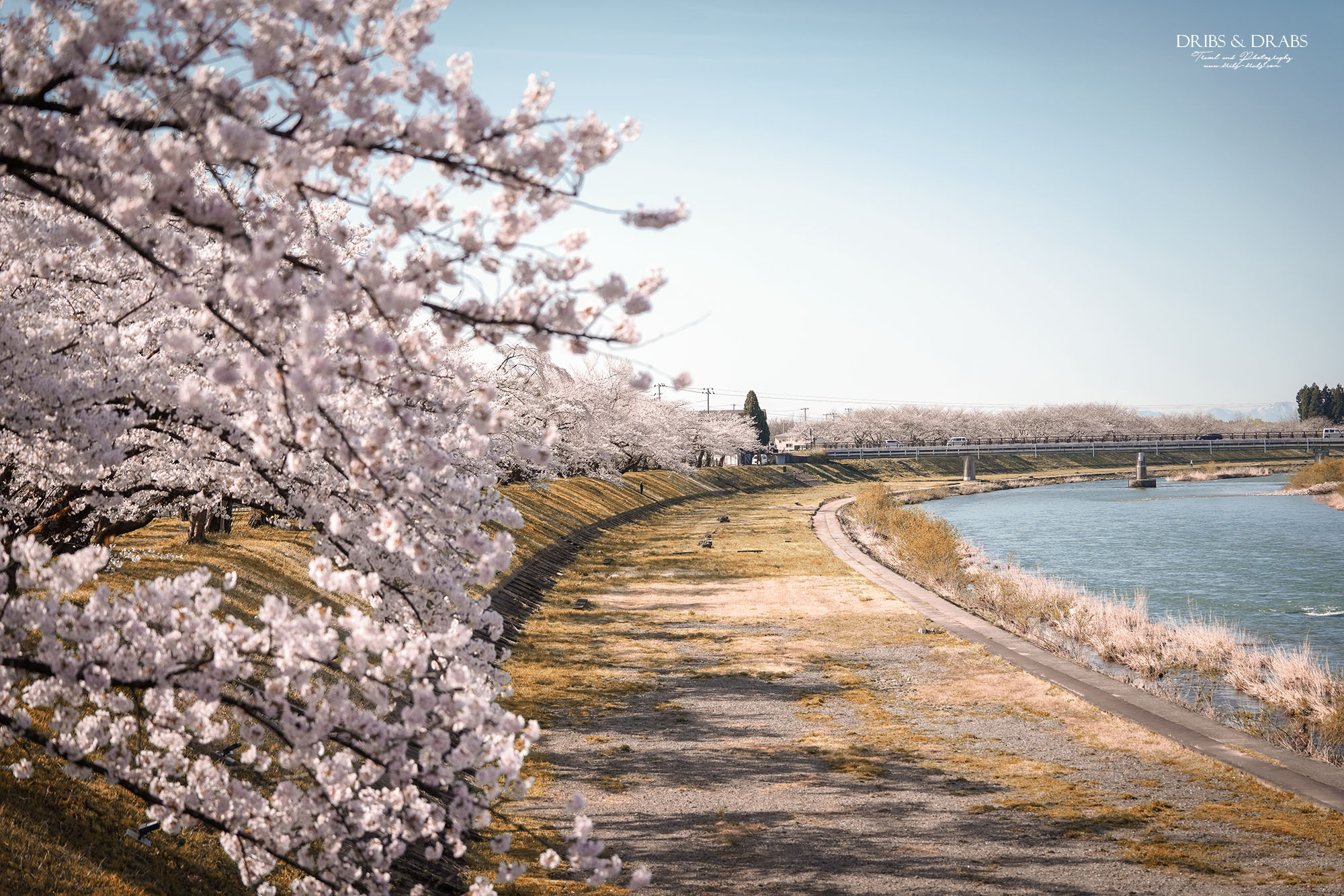 秋田賞櫻景點推薦｜角館檜木內川堤櫻花季，日本櫻花名所百選，兩公里絕美櫻花隧道