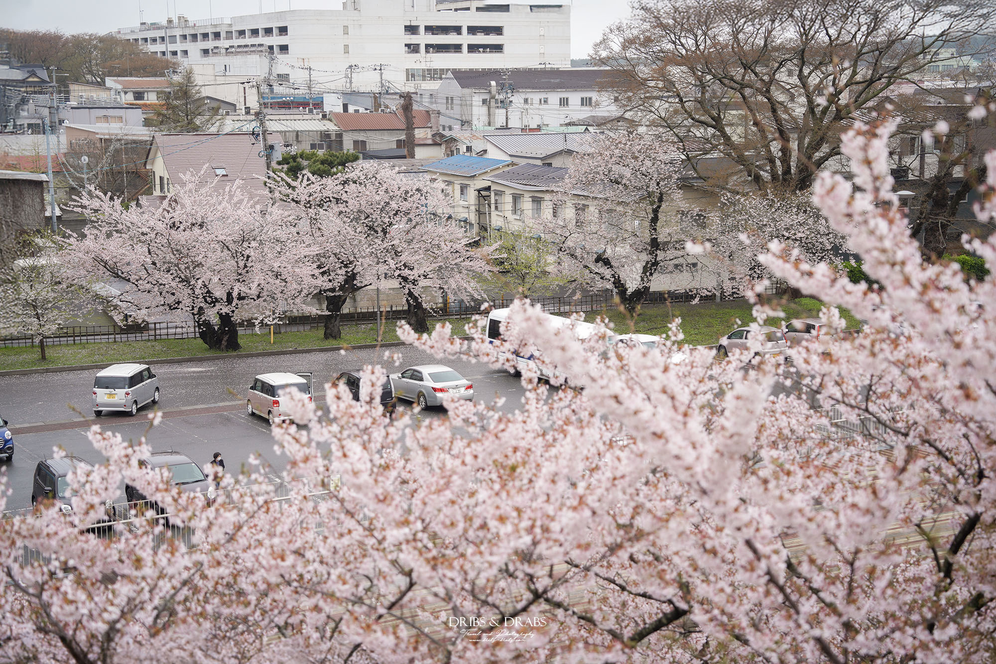 2026日本秋田櫻花景點推薦 7 選｜秋田賞櫻攻略，角館武家屋敷×檜木內川堤＋在地櫻花秘境