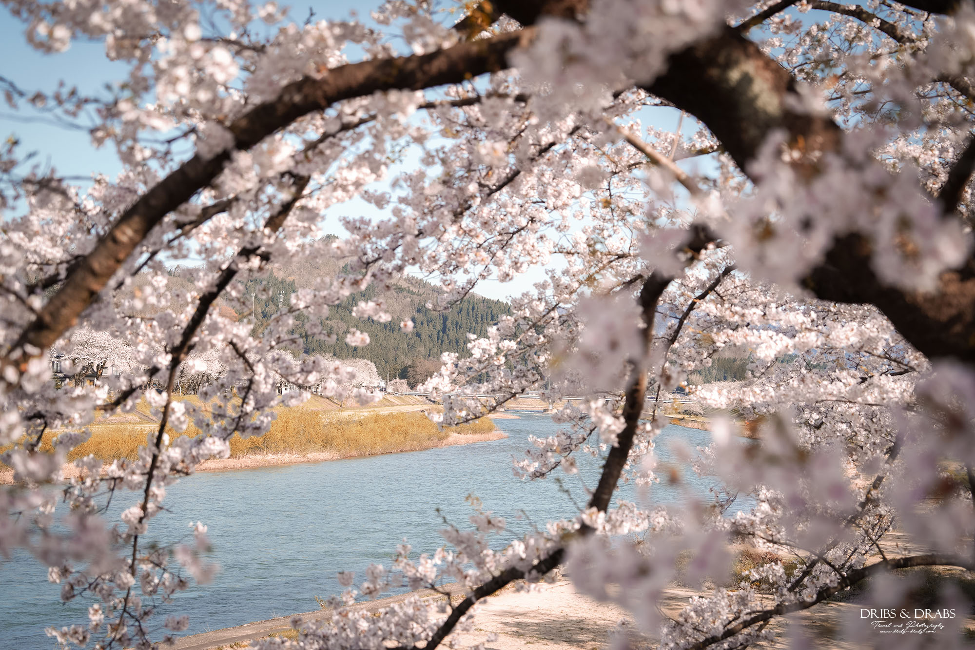 秋田賞櫻景點推薦｜角館檜木內川堤櫻花季，日本櫻花名所百選，兩公里絕美櫻花隧道
