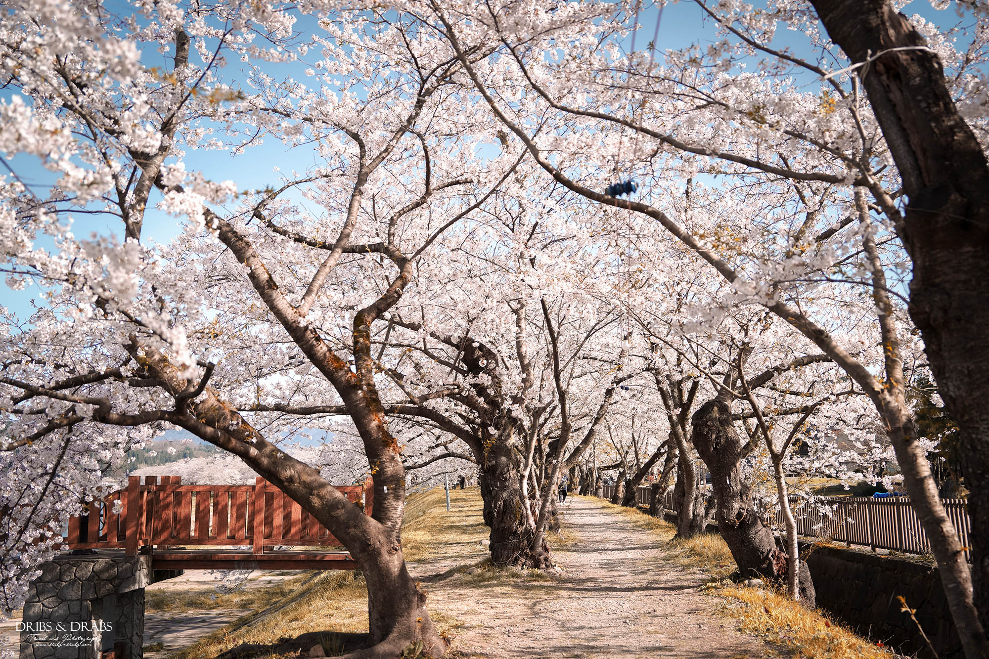 秋田賞櫻景點推薦｜角館檜木內川堤櫻花季，日本櫻花名所百選，兩公里絕美櫻花隧道
