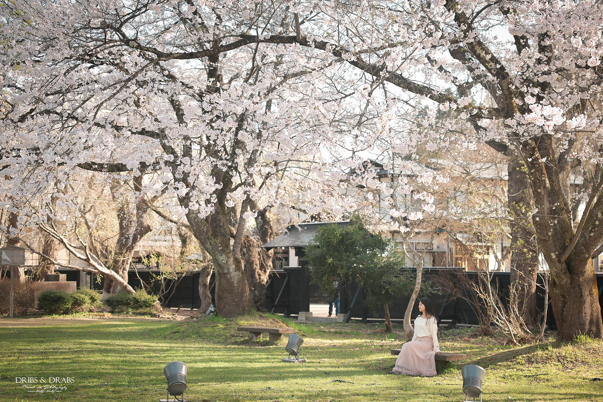 秋田角館武家屋敷櫻花季｜日本東北賞櫻景點推薦，春日限定江戶風情櫻花街道
