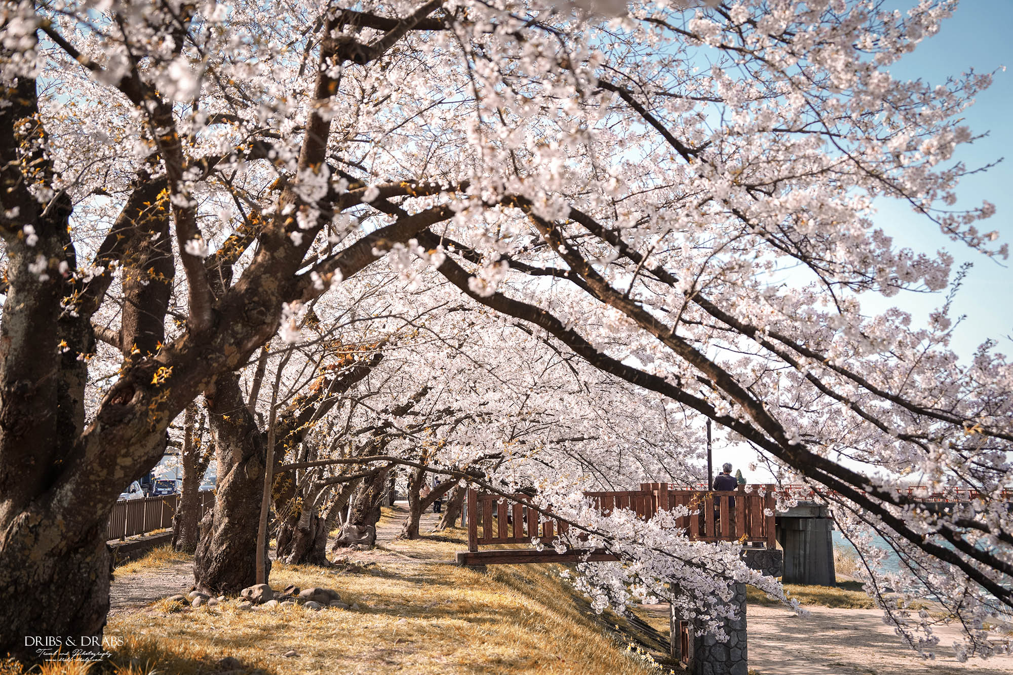 秋田賞櫻景點推薦｜角館檜木內川堤櫻花季，日本櫻花名所百選，兩公里絕美櫻花隧道