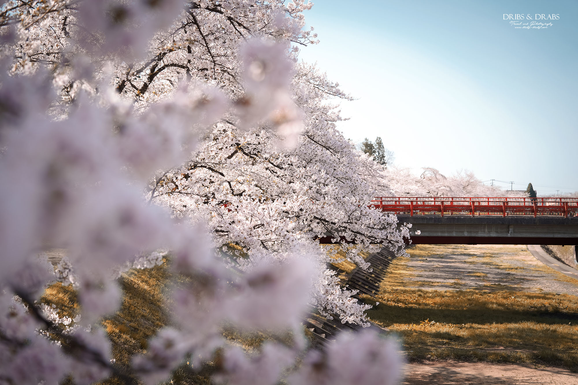 秋田賞櫻景點推薦｜角館檜木內川堤櫻花季，日本櫻花名所百選，兩公里絕美櫻花隧道