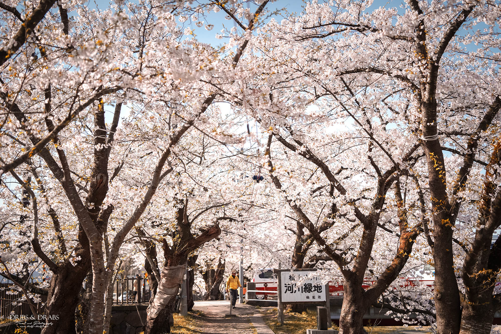 秋田賞櫻景點推薦｜角館檜木內川堤櫻花季，日本櫻花名所百選，兩公里絕美櫻花隧道