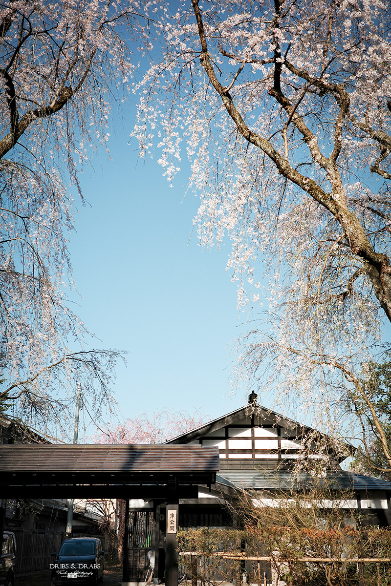 秋田角館武家屋敷櫻花季｜日本東北賞櫻景點推薦，春日限定江戶風情櫻花街道