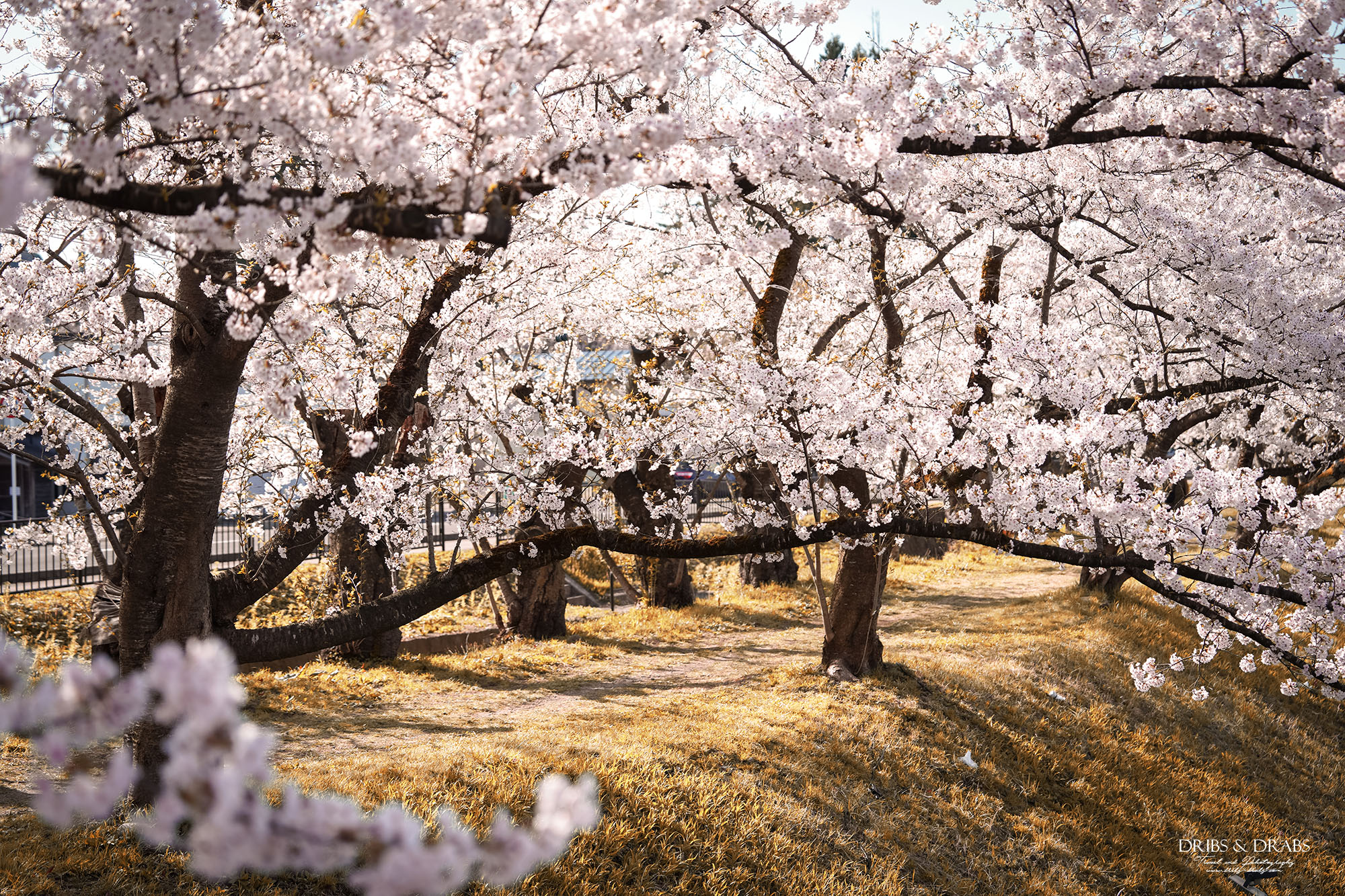 秋田賞櫻景點推薦｜角館檜木內川堤櫻花季，日本櫻花名所百選，兩公里絕美櫻花隧道