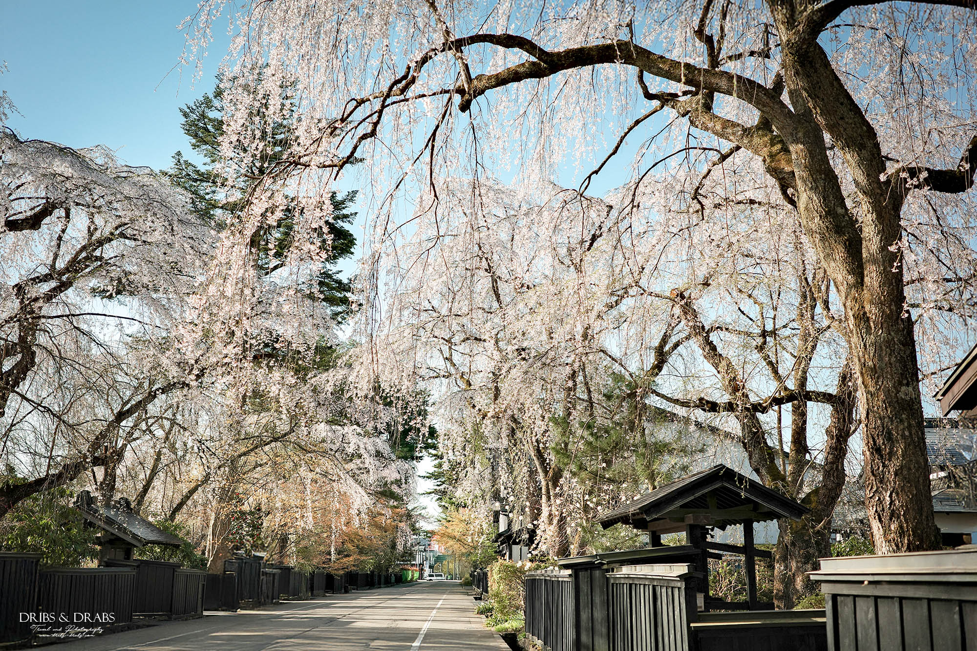 秋田角館武家屋敷櫻花季｜日本東北賞櫻景點推薦，春日限定江戶風情櫻花街道