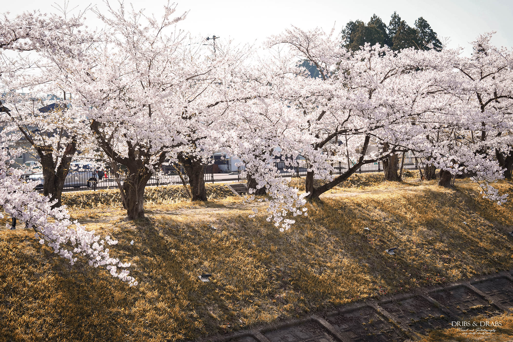秋田賞櫻景點推薦｜角館檜木內川堤櫻花季，日本櫻花名所百選，兩公里絕美櫻花隧道