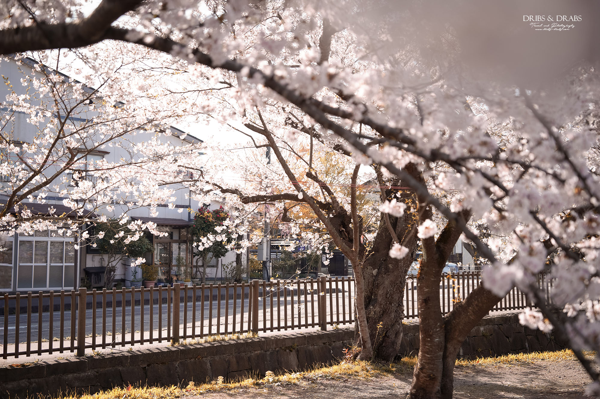 秋田賞櫻景點推薦｜角館檜木內川堤櫻花季，日本櫻花名所百選，兩公里絕美櫻花隧道