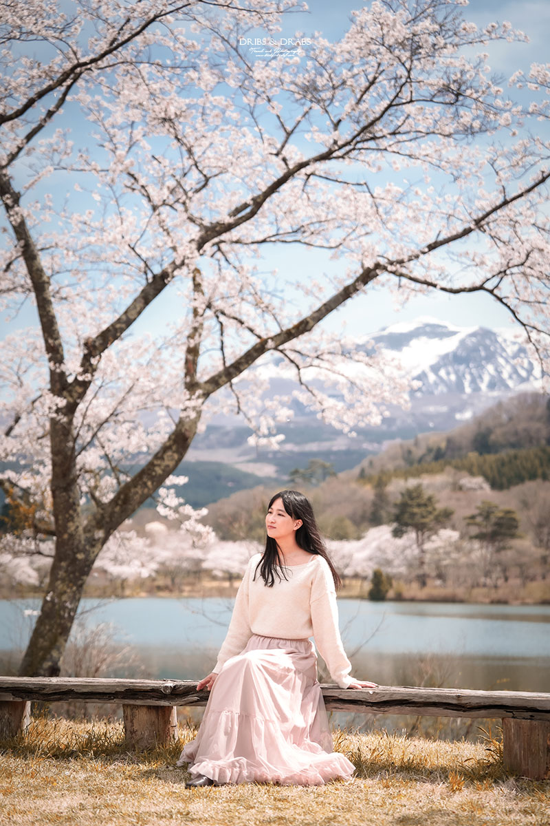 2026日本秋田櫻花景點推薦 7 選｜秋田賞櫻攻略，角館武家屋敷×檜木內川堤＋在地櫻花秘境