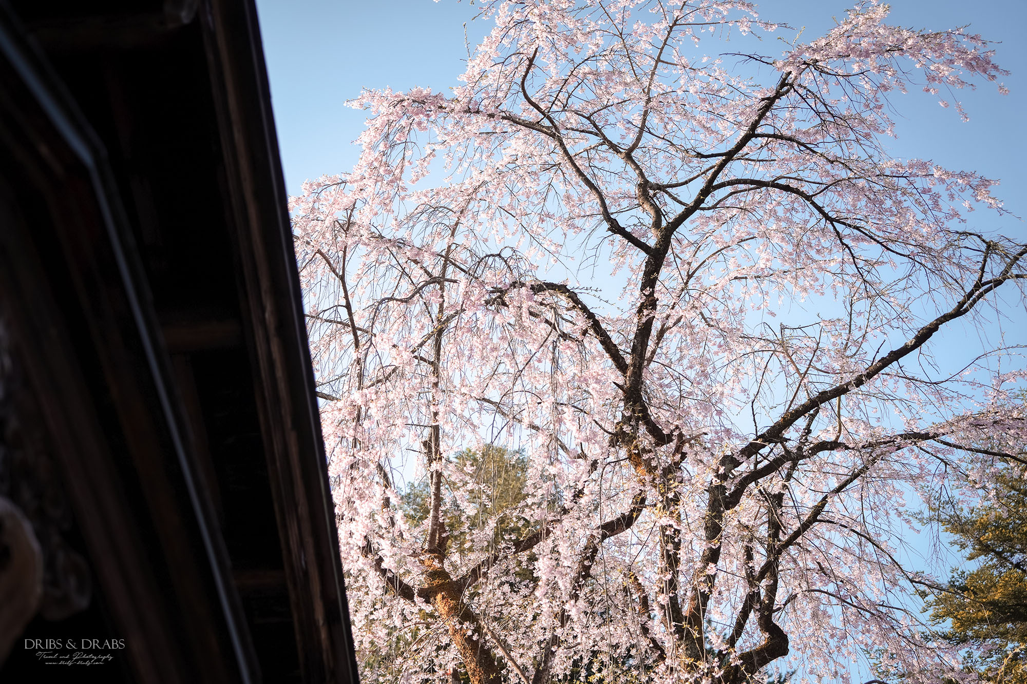 秋田角館武家屋敷櫻花季｜日本東北賞櫻景點推薦，春日限定江戶風情櫻花街道