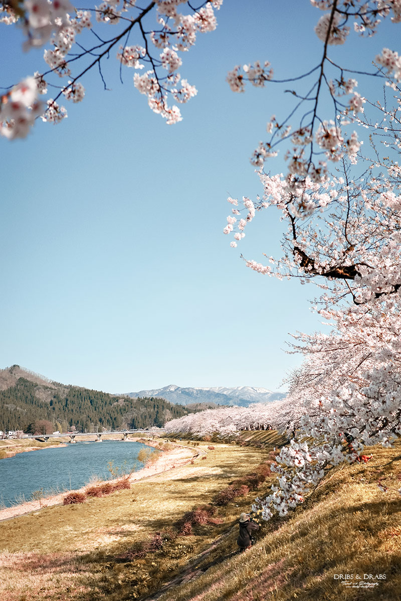 秋田賞櫻景點推薦｜角館檜木內川堤櫻花季，日本櫻花名所百選，兩公里絕美櫻花隧道