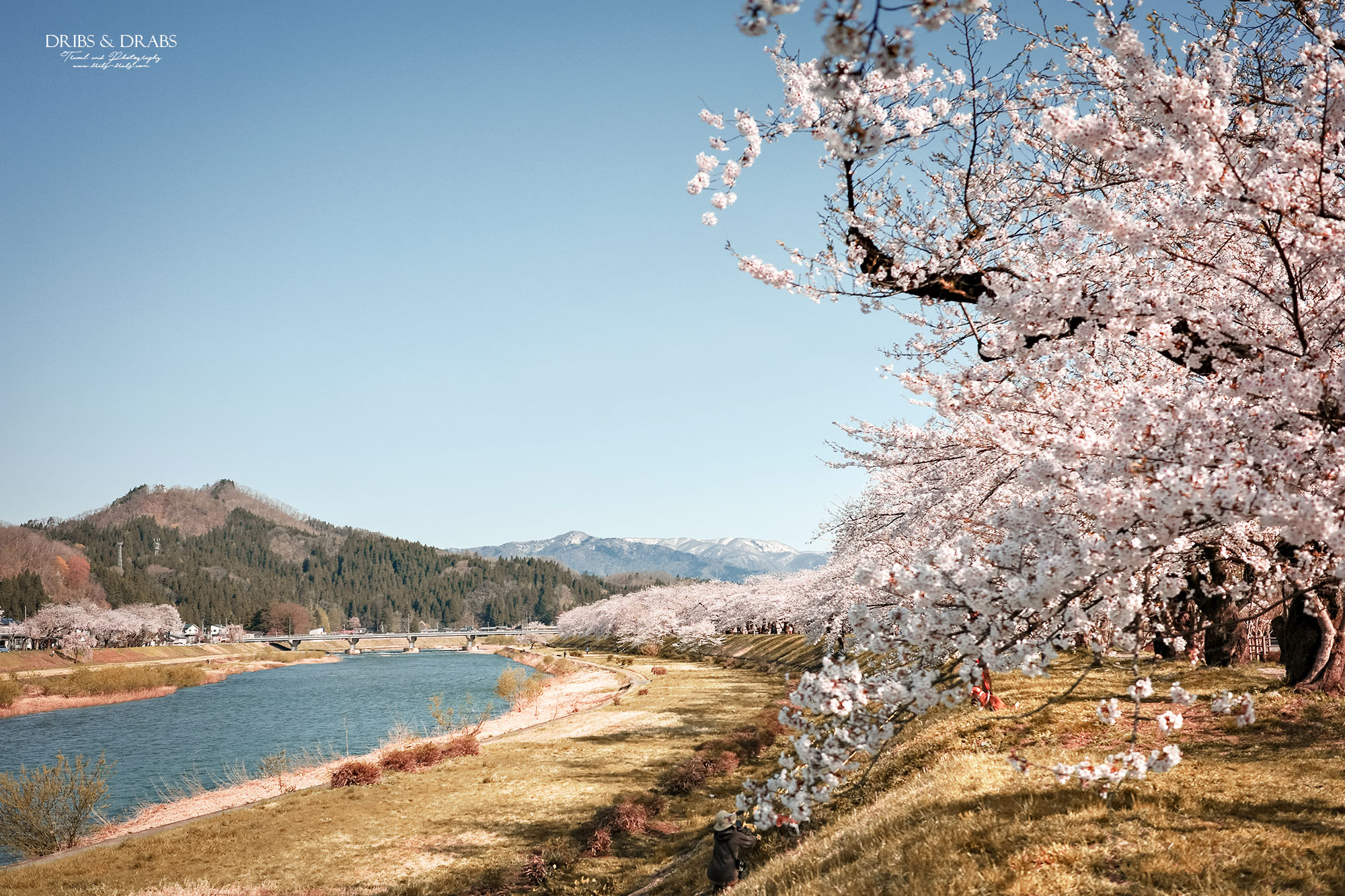 秋田賞櫻景點推薦｜角館檜木內川堤櫻花季，日本櫻花名所百選，兩公里絕美櫻花隧道