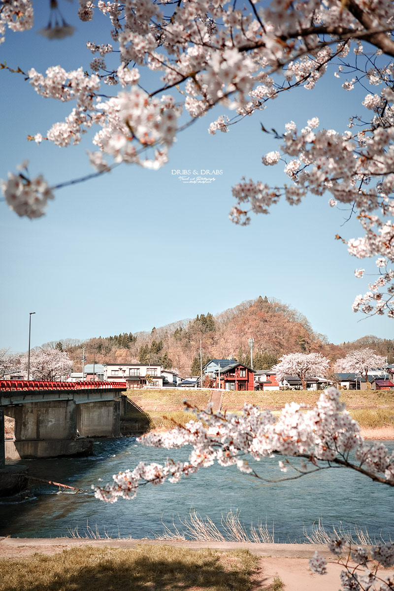 秋田賞櫻景點推薦｜角館檜木內川堤櫻花季，日本櫻花名所百選，兩公里絕美櫻花隧道