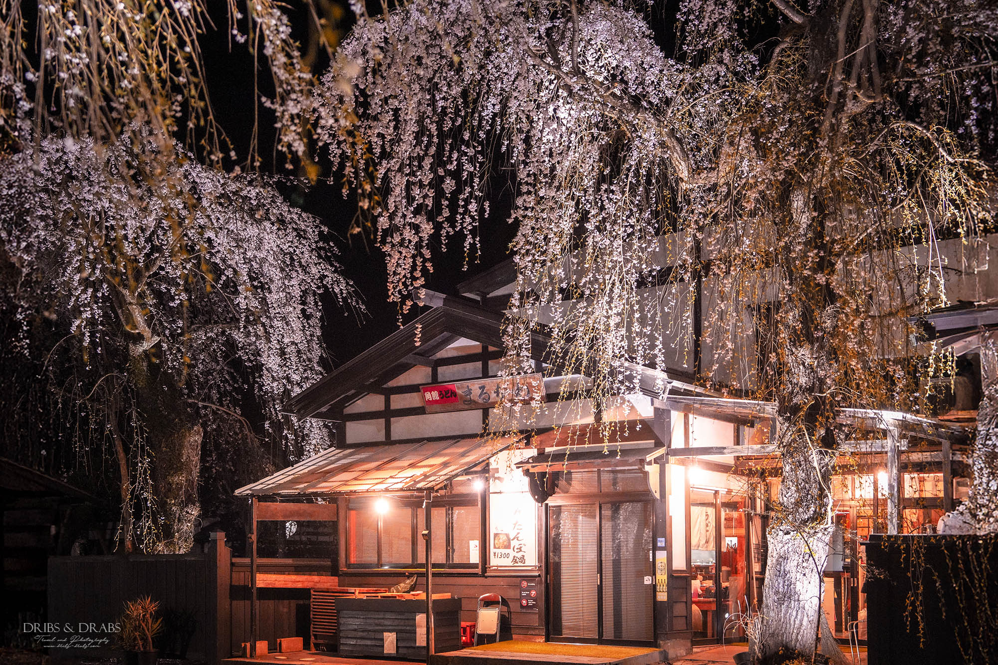 秋田角館武家屋敷櫻花季｜日本東北賞櫻景點推薦，春日限定江戶風情櫻花街道