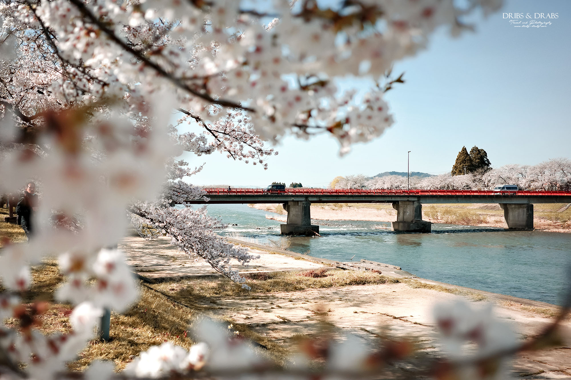 秋田賞櫻景點推薦｜角館檜木內川堤櫻花季，日本櫻花名所百選，兩公里絕美櫻花隧道