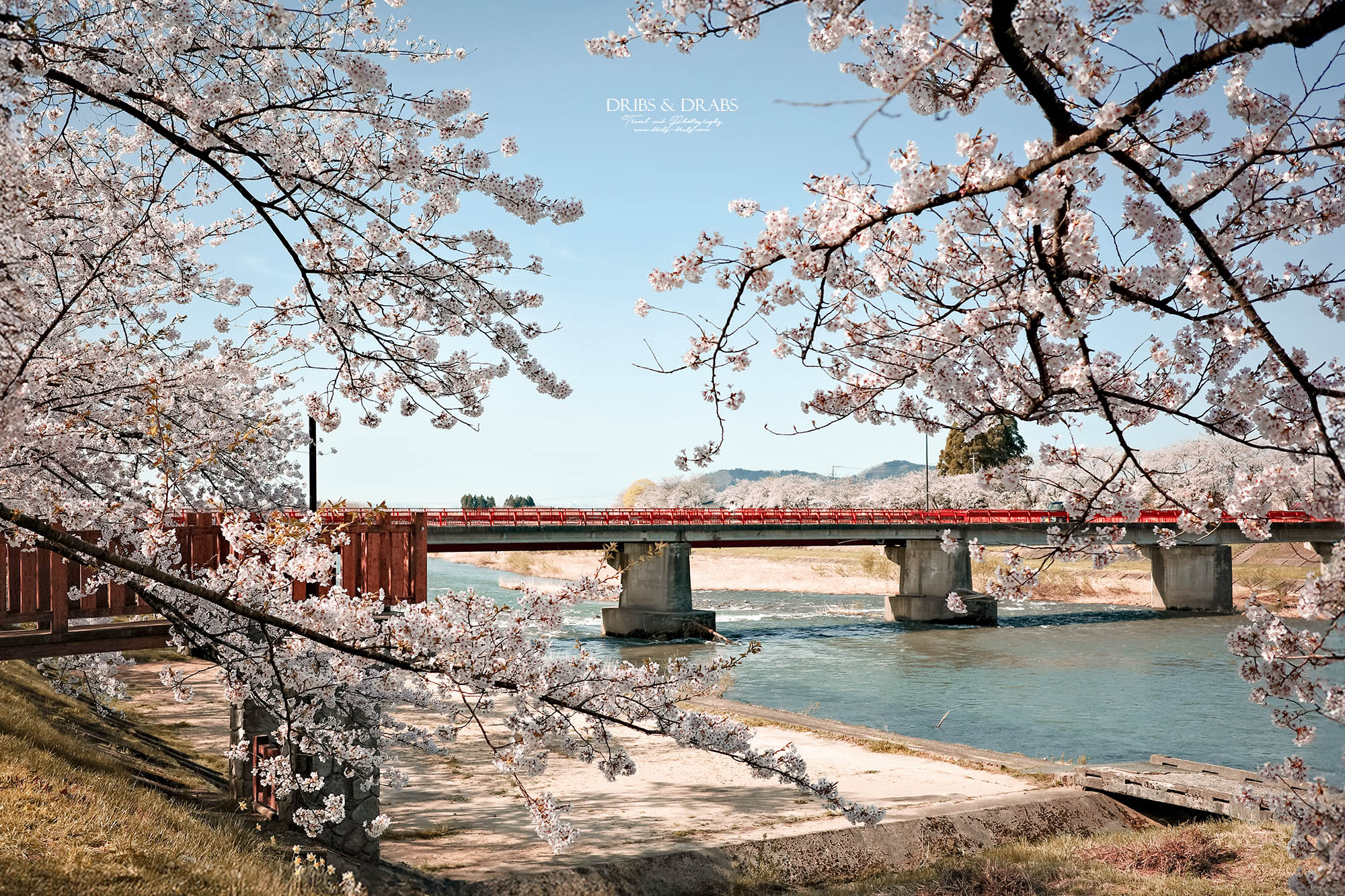 秋田賞櫻景點推薦｜角館檜木內川堤櫻花季，日本櫻花名所百選，兩公里絕美櫻花隧道