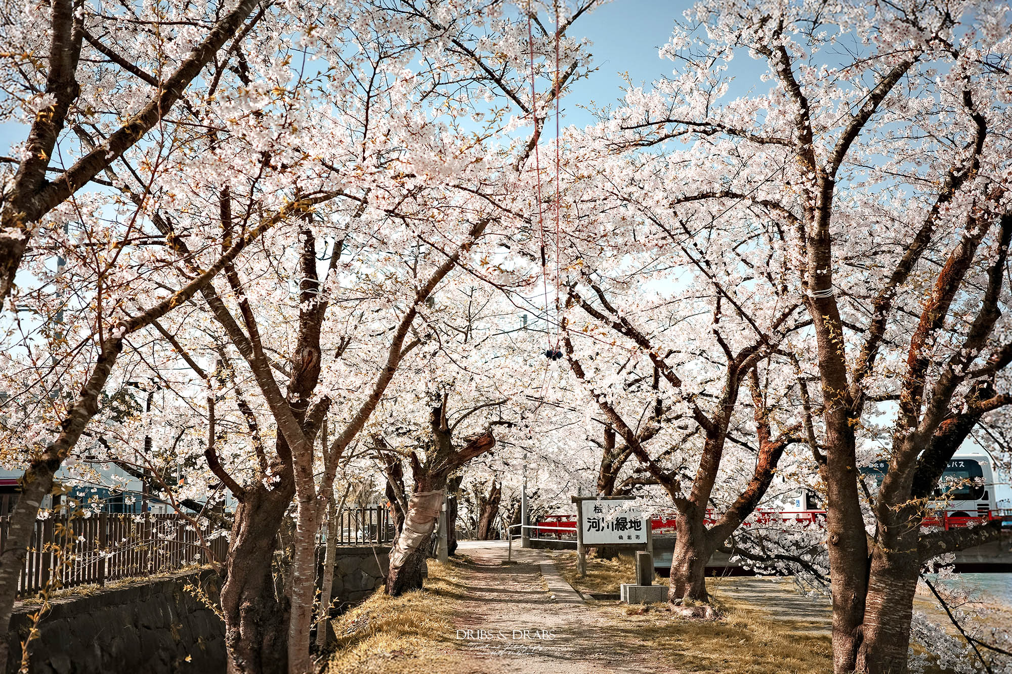 秋田賞櫻景點推薦｜角館檜木內川堤櫻花季，日本櫻花名所百選，兩公里絕美櫻花隧道