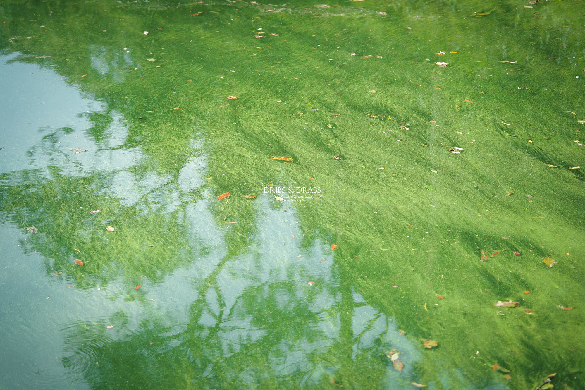 桃園大溪後慈湖秘境步道攻略｜睽違3年重新開放試營運，預約制免費入園、最新路線一次看