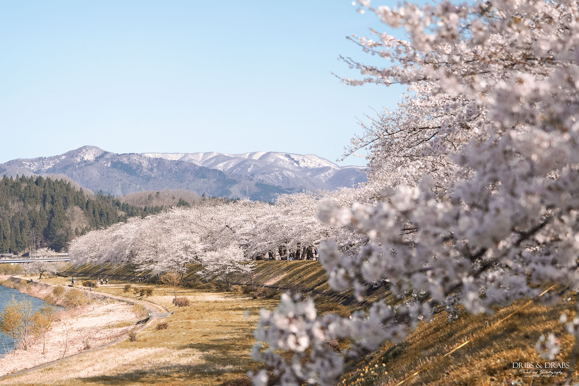 秋田賞櫻景點推薦｜角館檜木內川堤櫻花季，日本櫻花名所百選，兩公里絕美櫻花隧道
