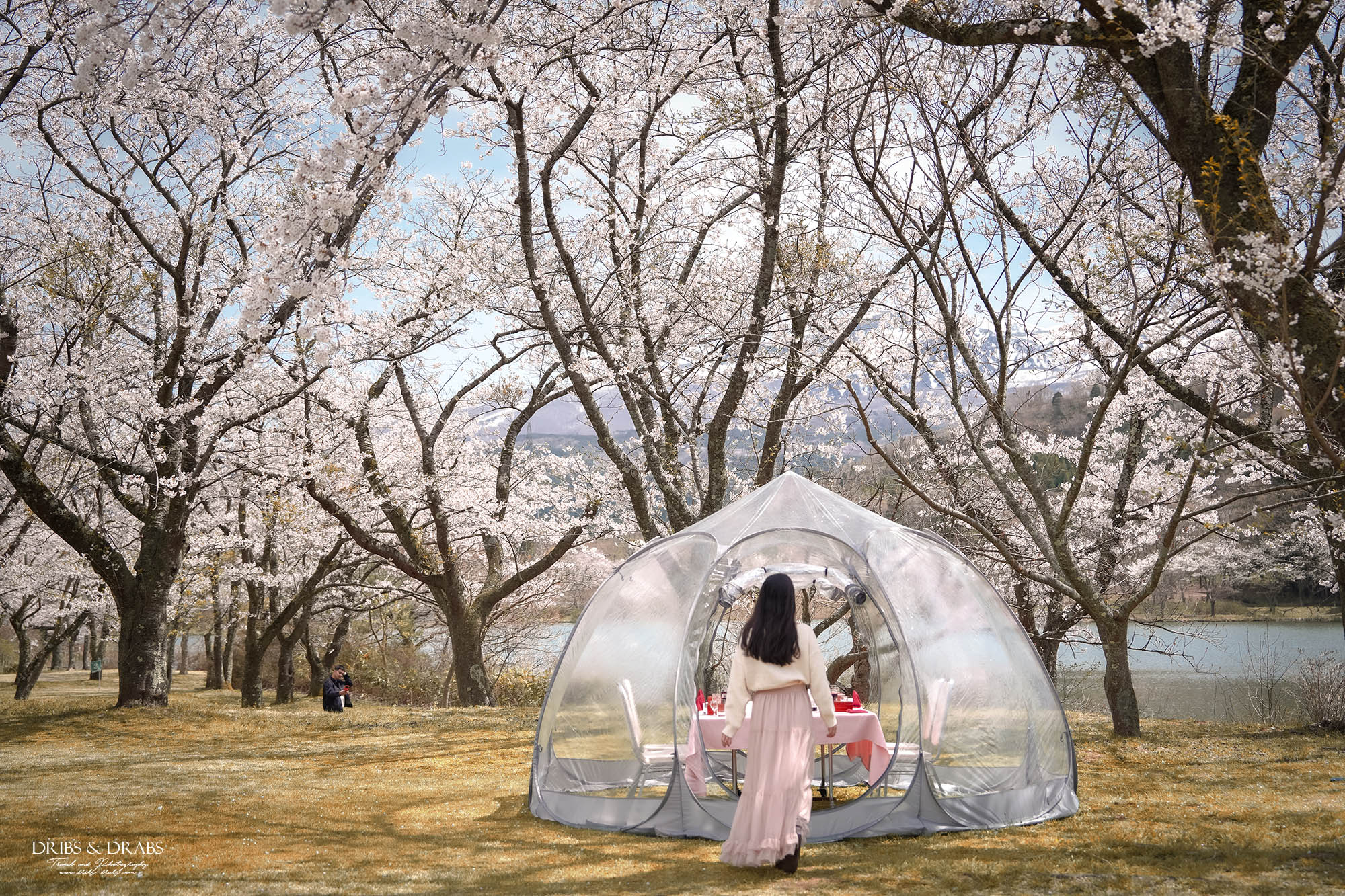 秋田櫻花景點栗山池公園|鳥海山絕美池畔倒影,預約制櫻花樹下的浪漫奢華午宴 - 第25張圖 秋田櫻花景點栗山池公園|鳥海山絕美池畔倒影,預約制櫻花樹下的浪漫奢華午宴