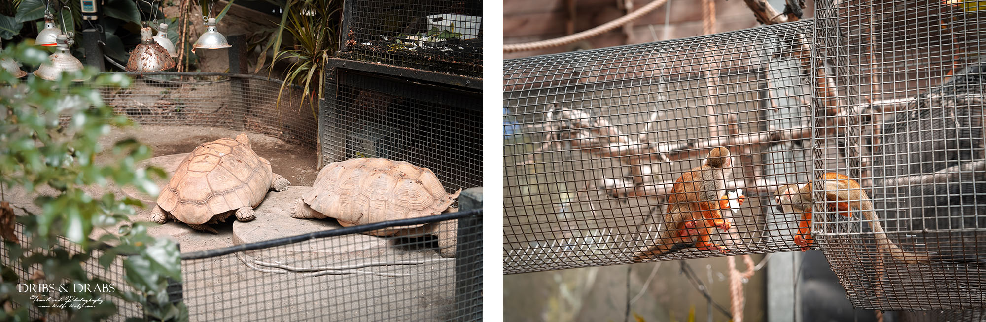新竹北埔綠世界生態農場｜新竹親子景點推薦，超萌動物體驗、活動表演時刻表