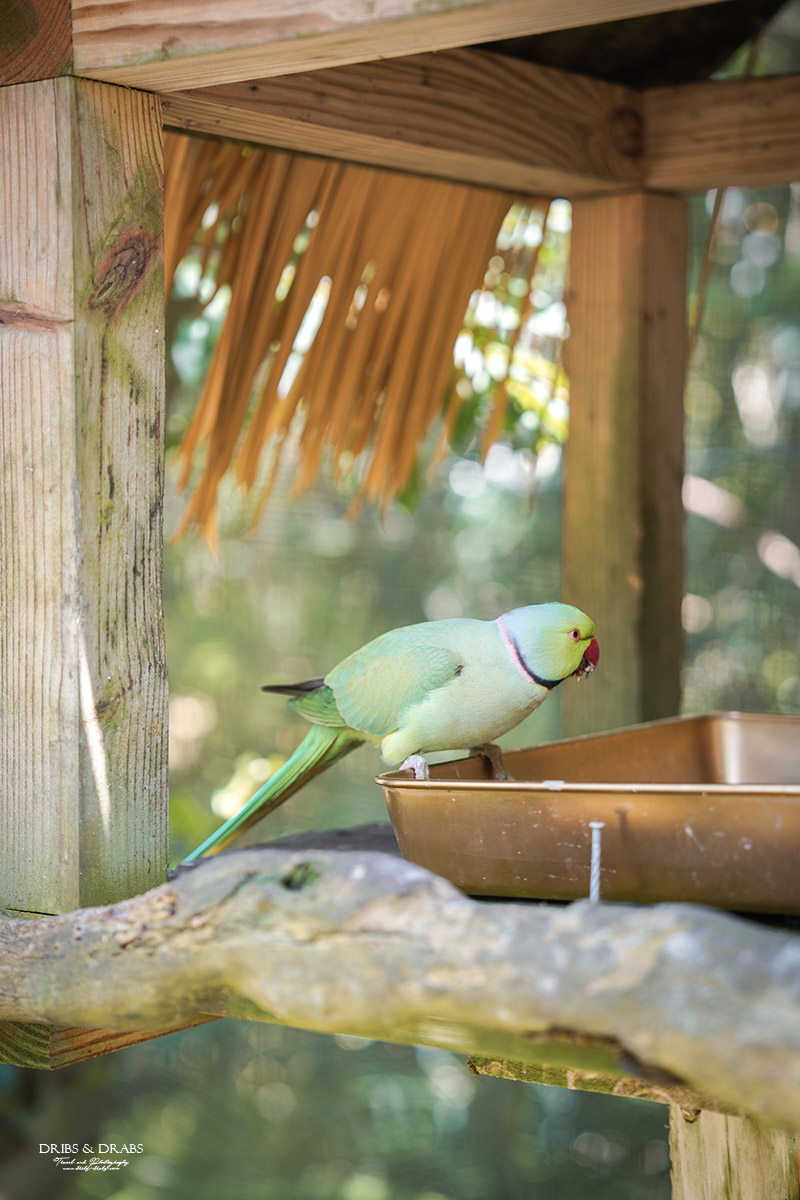 新竹北埔綠世界生態農場｜新竹親子景點推薦，超萌動物體驗、活動表演時刻表