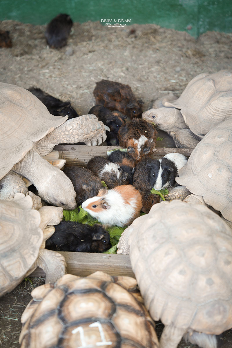 新竹北埔綠世界生態農場｜新竹親子景點推薦，超萌動物體驗、活動表演時刻表