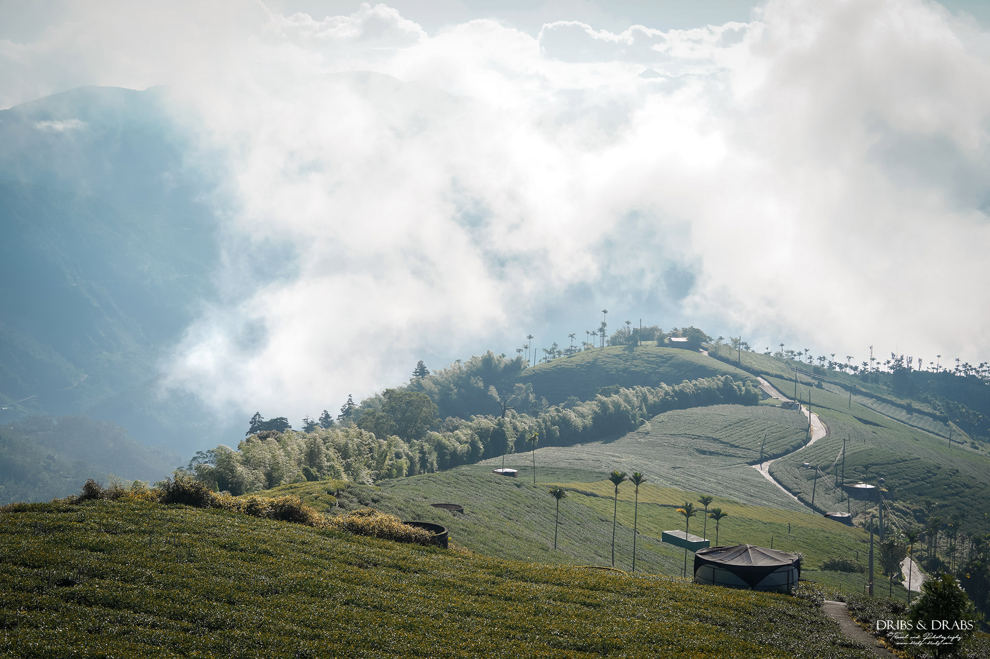 碧湖山觀光茶園｜嘉義梅山景點推薦，日出、雲海與茶園美景，阿里山秘境觀景台、攝影點